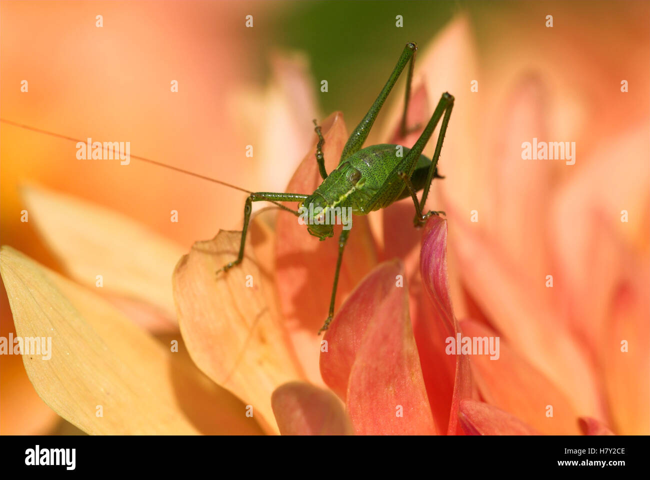 Chiazzato Bush Cricket Leptophyes punctatissima maschio su rosa Foto Stock