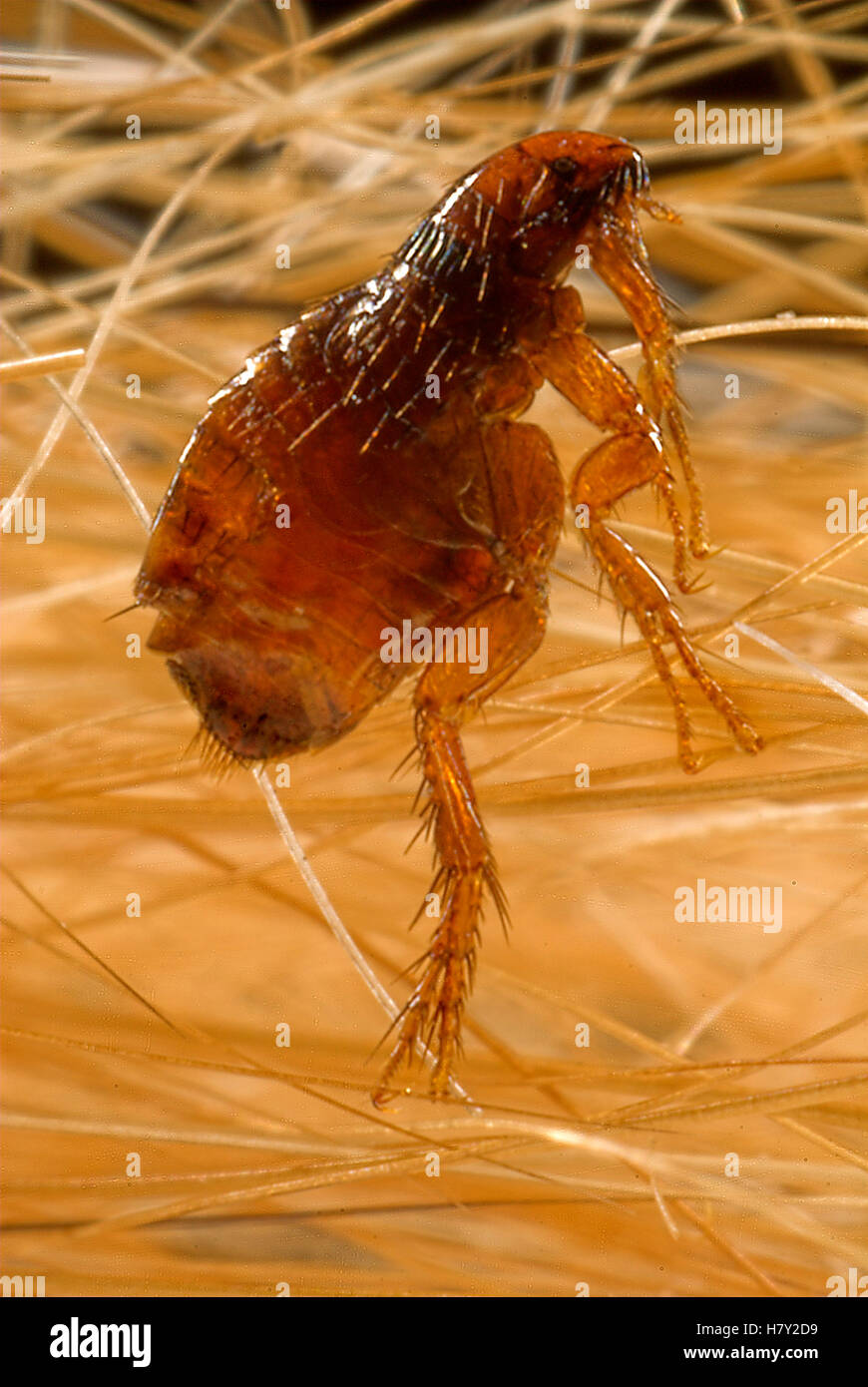 Cat Flea Ctenocephalides felis all'interno di pelo di gatto Foto Stock