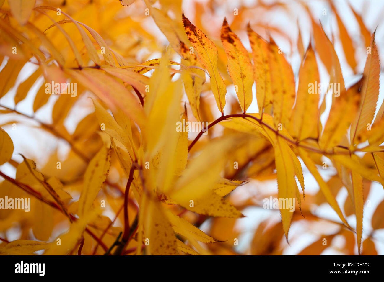 Bella americana mountain ash autunno lascia libero fluente in forma dinamica Jane Ann Butler JABP Fotografia1692 Foto Stock