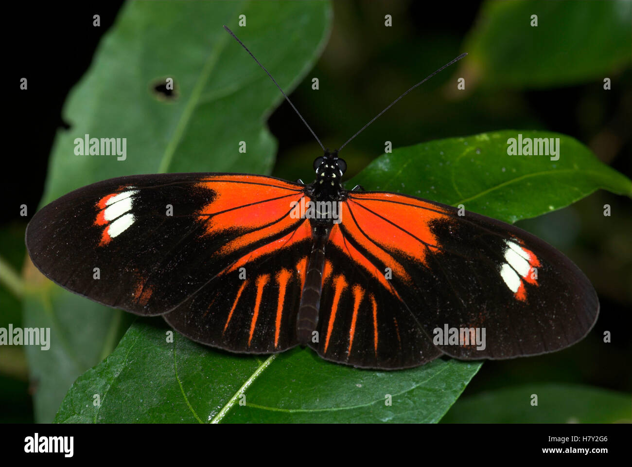 Portalettere Butterfly Heliconius melpomene : in appoggio sulla lamina con Foto Stock