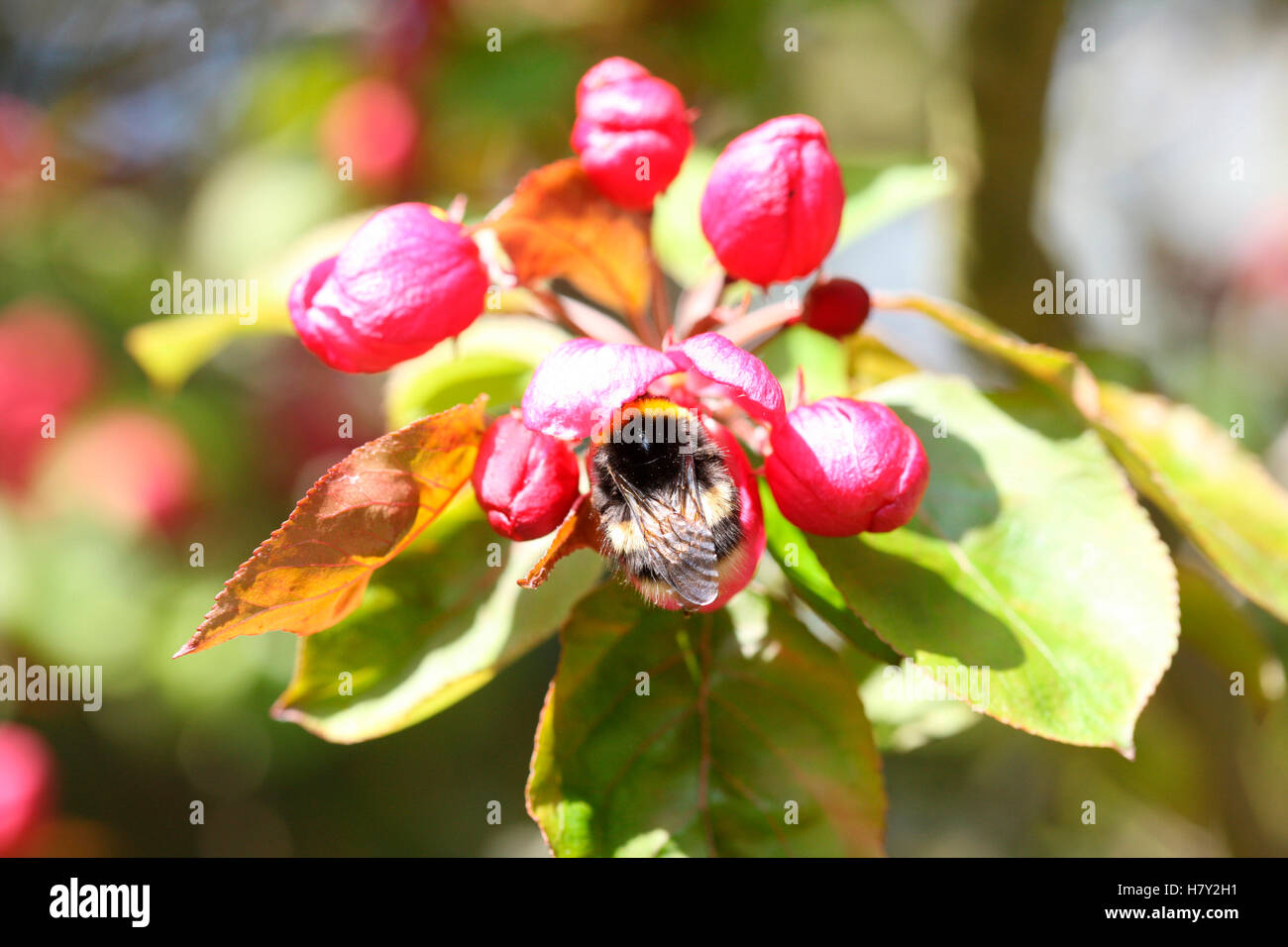 Bumble Bee alimentare sulla molla di fiori di ciliegio Jane Ann Butler JABP Fotografia1675 Foto Stock