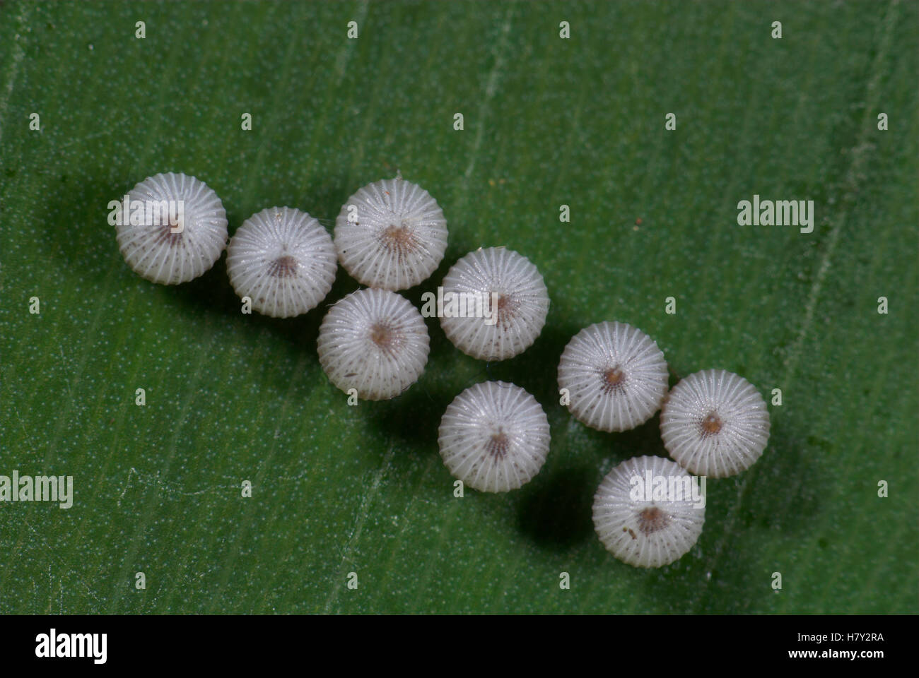 Farfalla civetta uova Caligo specie rigato bianco ovuli Foto Stock