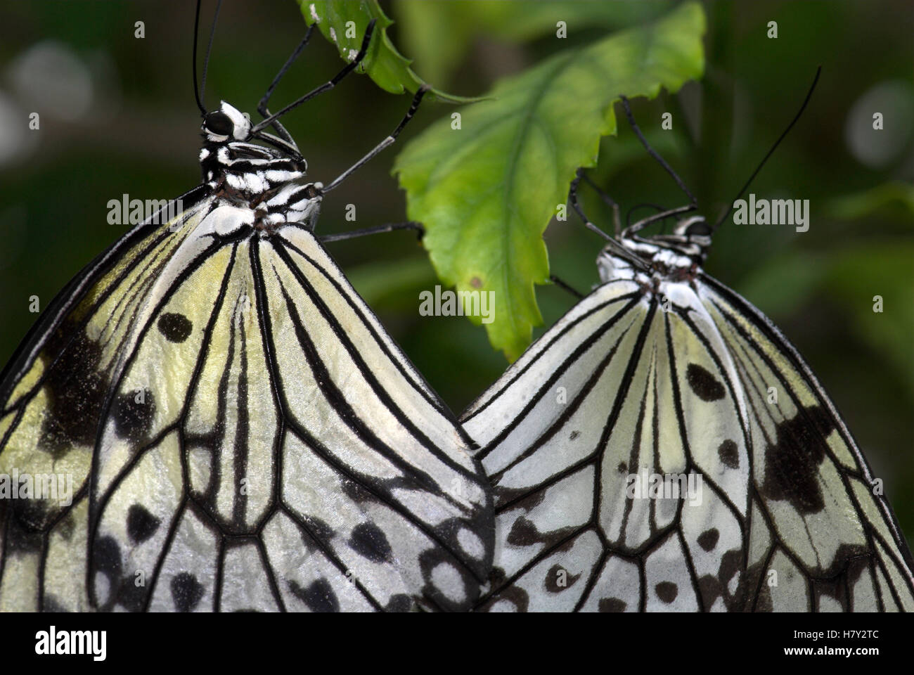 Tree Nymph farfalle coppia coniugata Idea leuconoe Sud Foto Stock
