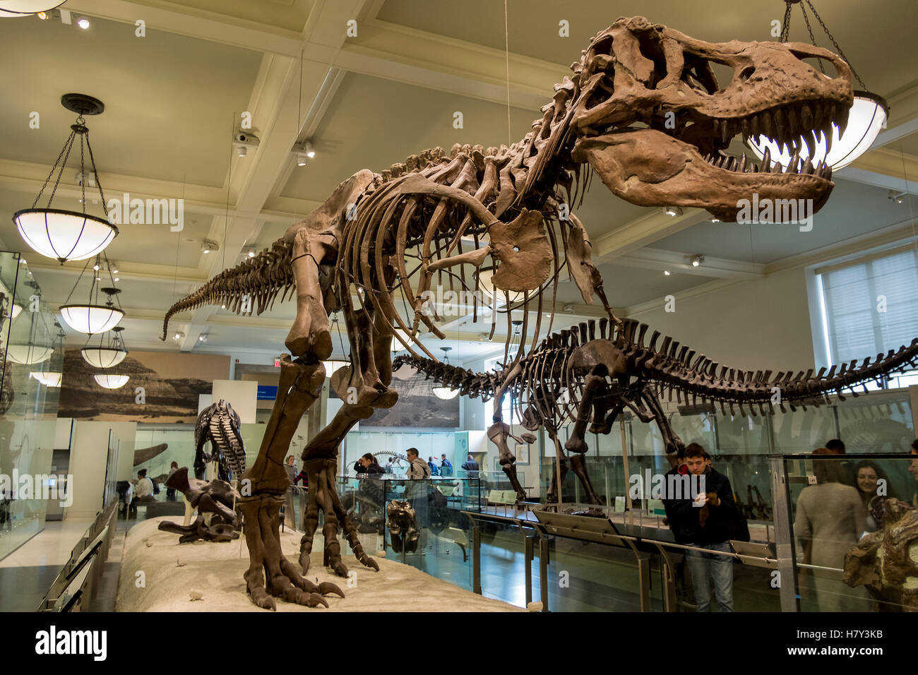 T Rex scheletro di dinosauro in il Museo di Storia Naturale di New York Foto Stock