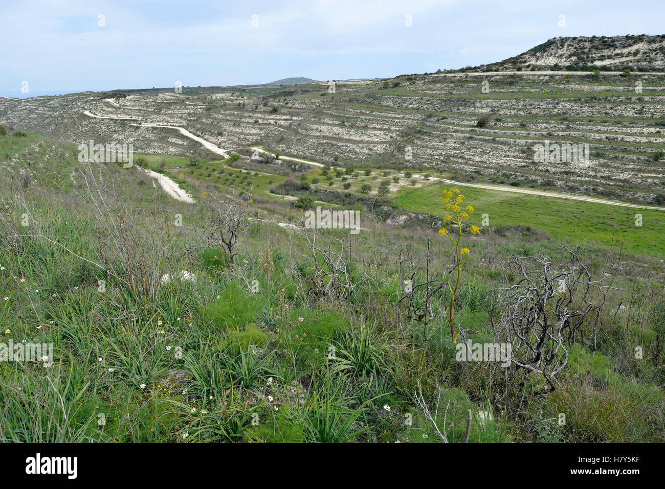 Cipro secco paesaggio con campi e colline terrazzate sopra Peyia, Paphos Foto Stock