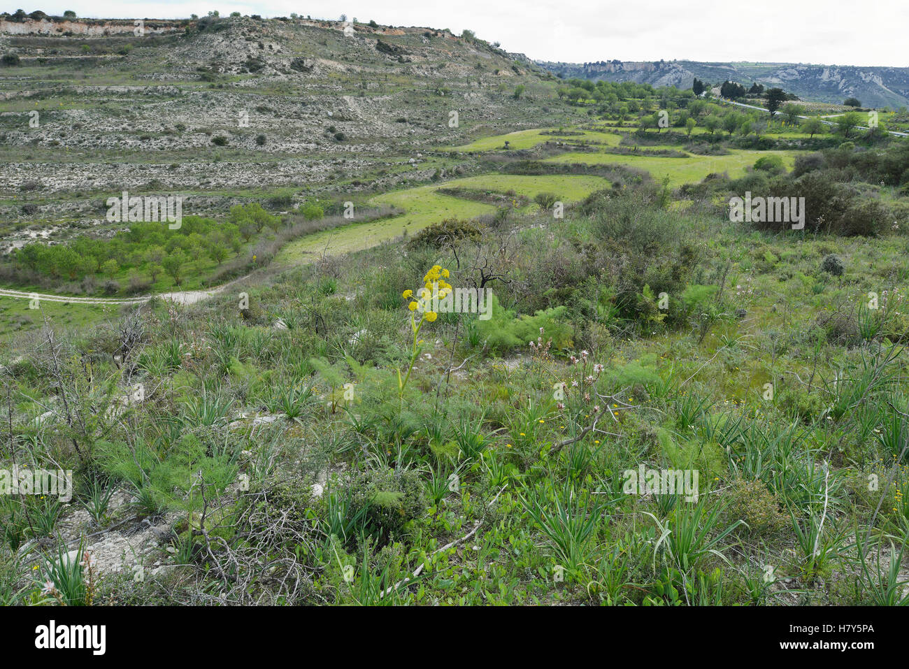 Cipro secco paesaggio con campi e colline terrazzate vicino Kaithikas, Paphos Foto Stock