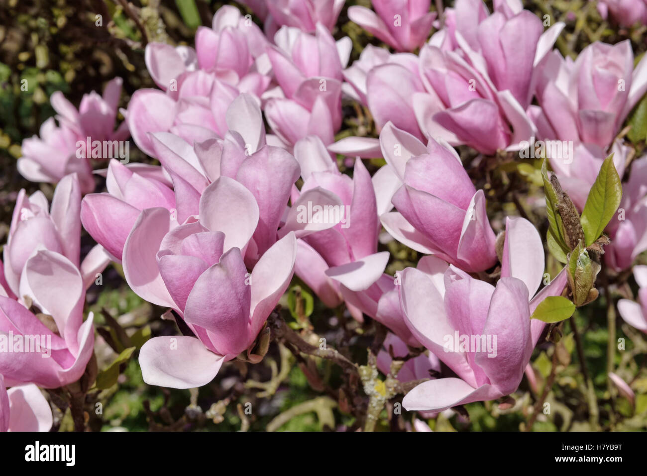 Albero di Magnolia coperti con grandi fiori di colore rosa Foto Stock