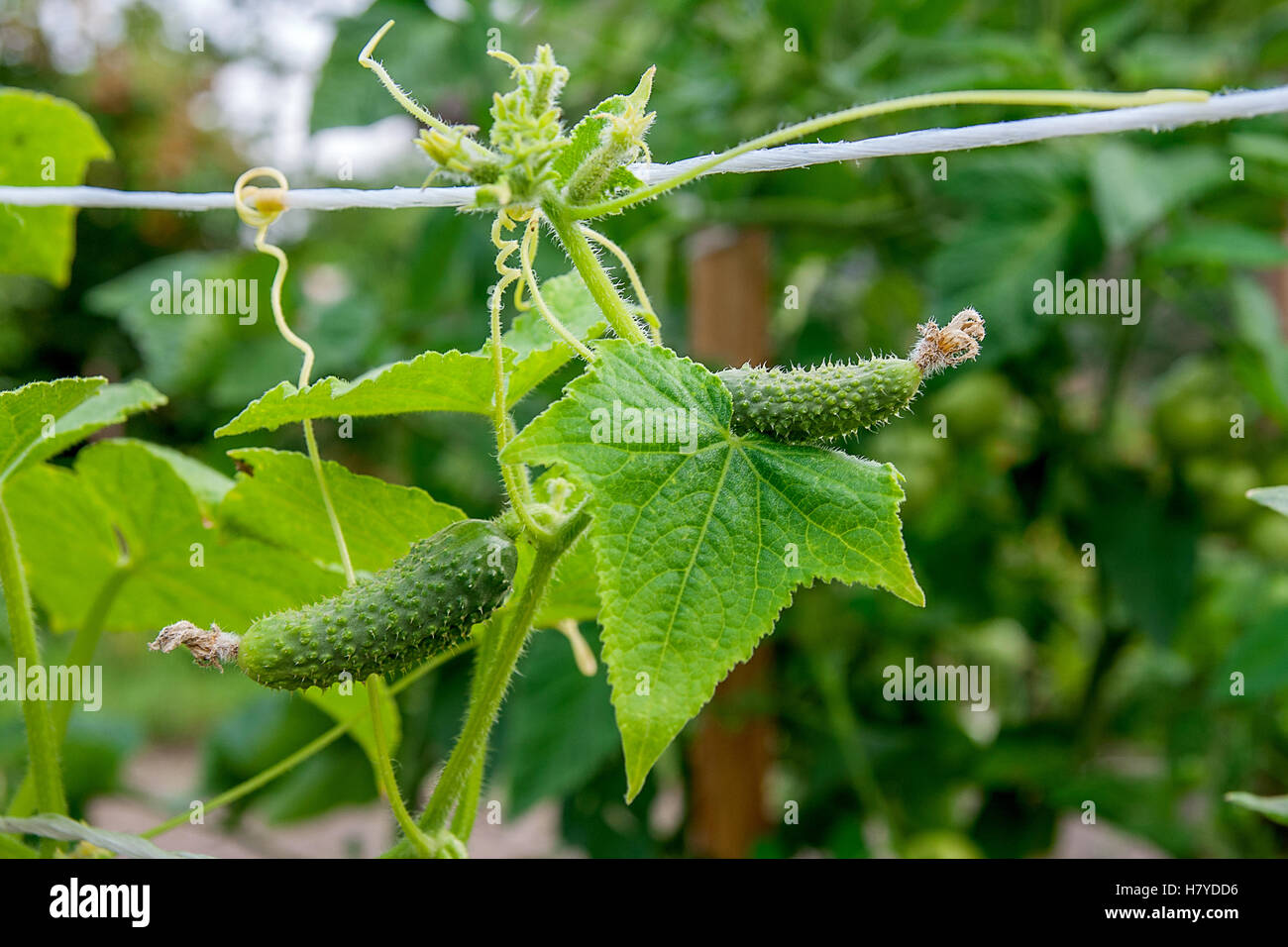 Un cetriolo in una boccola all'esterno. Come far crescere una pianta di cetriolo in un giardino. Giovani cetrioli sulla boccola in fiore nel giardino estivo Foto Stock