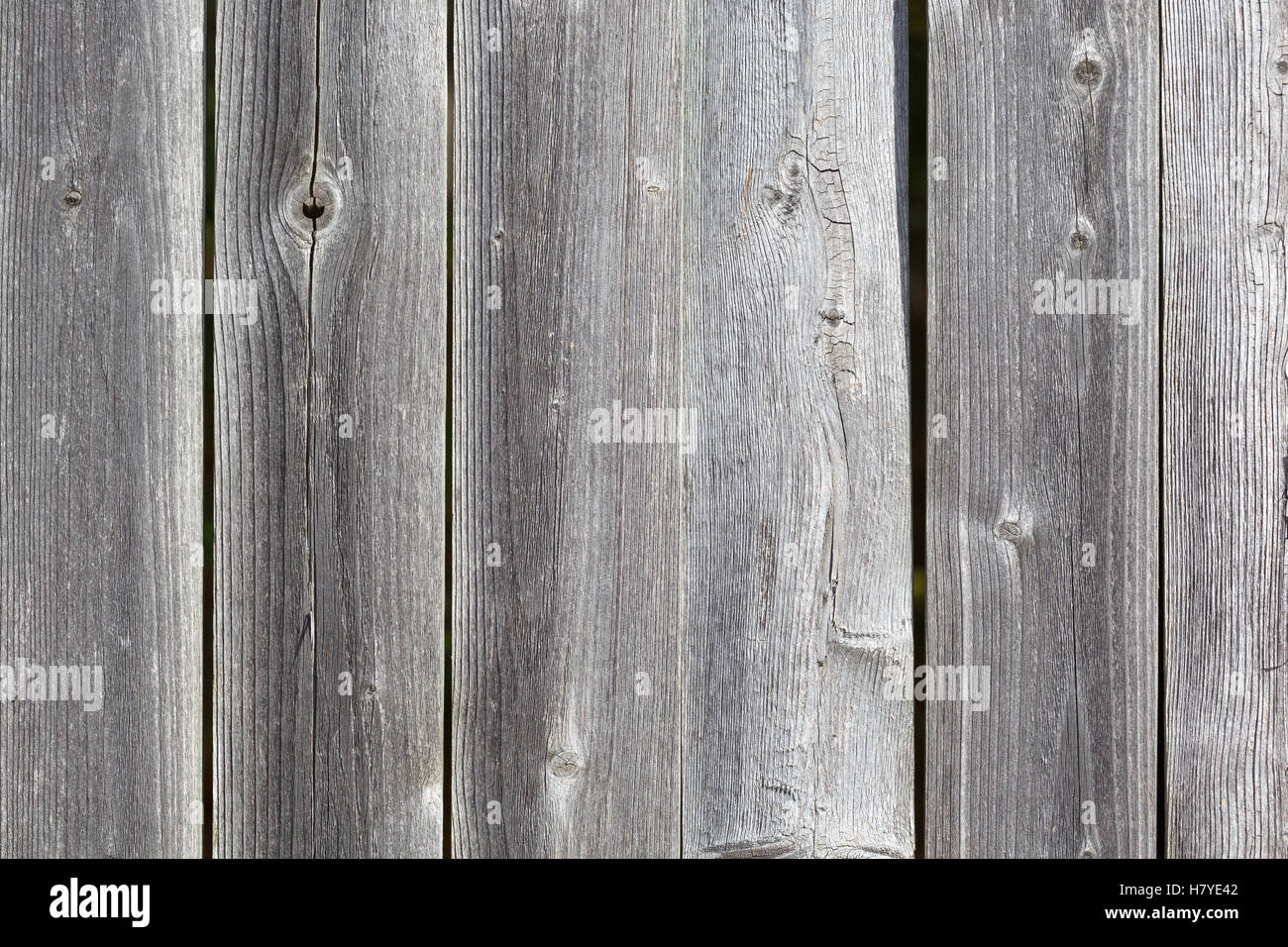 Vista ravvicinata di più grigia e stagionato tavole di cedro di un vecchio recinto. Foto Stock