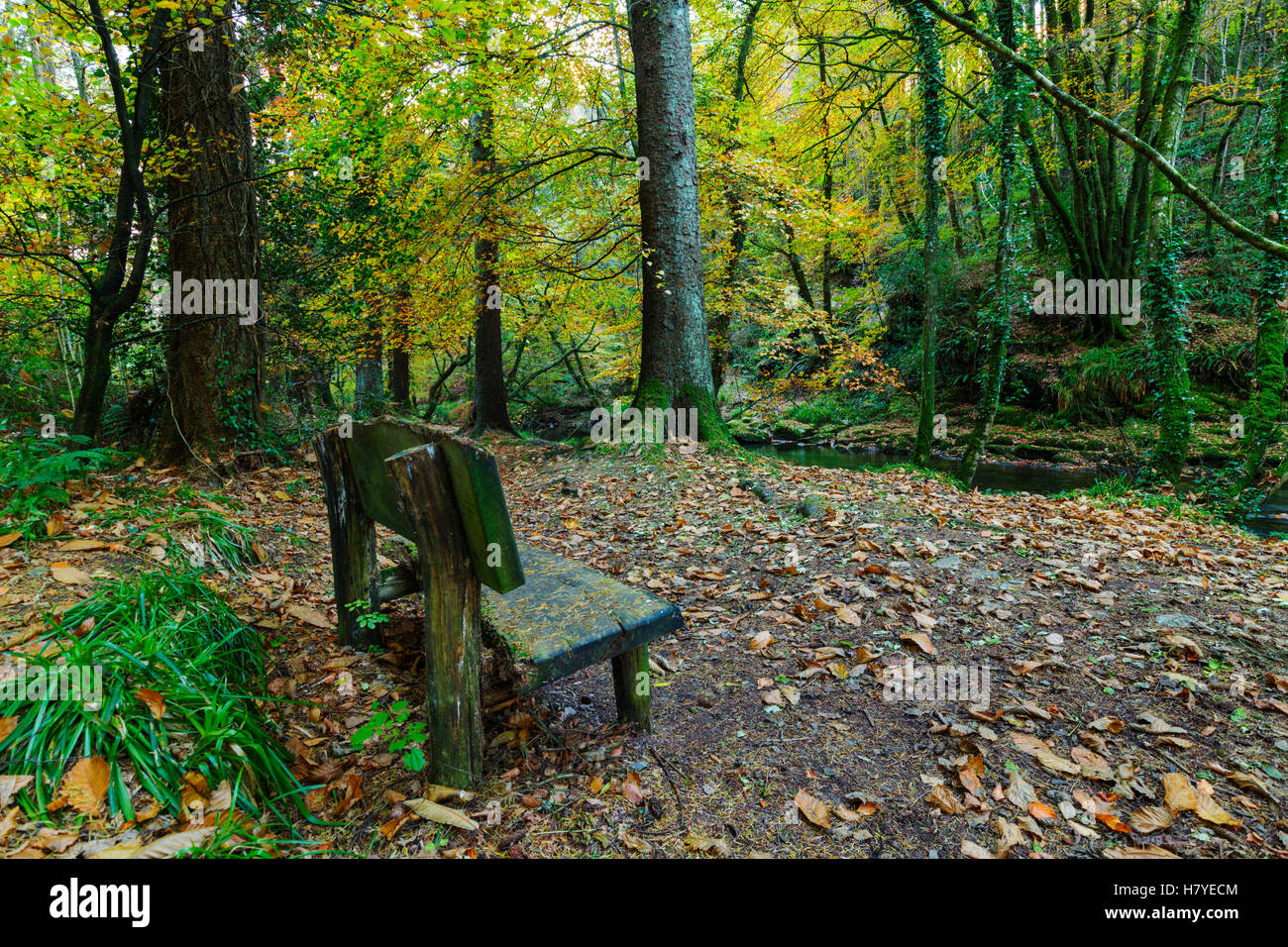 Scena di bosco lungo la valle lynher in oriente Cornovaglia Foto Stock