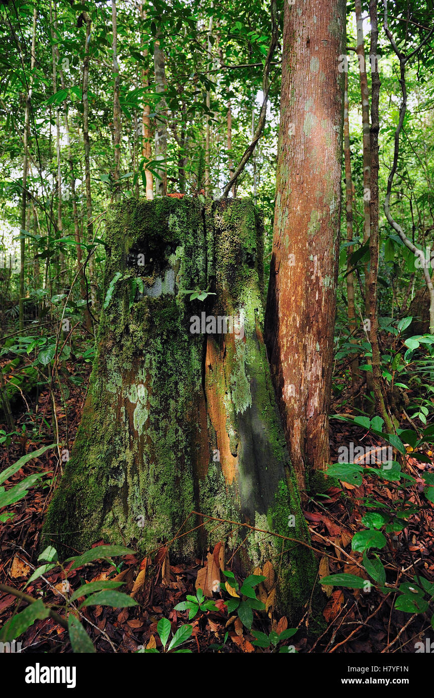 Ulin (Eusideroxylon zwageri) tronco di albero che è stato illegalmente registrati, Tanjung messa National Park, Borneo, Indonesia Foto Stock