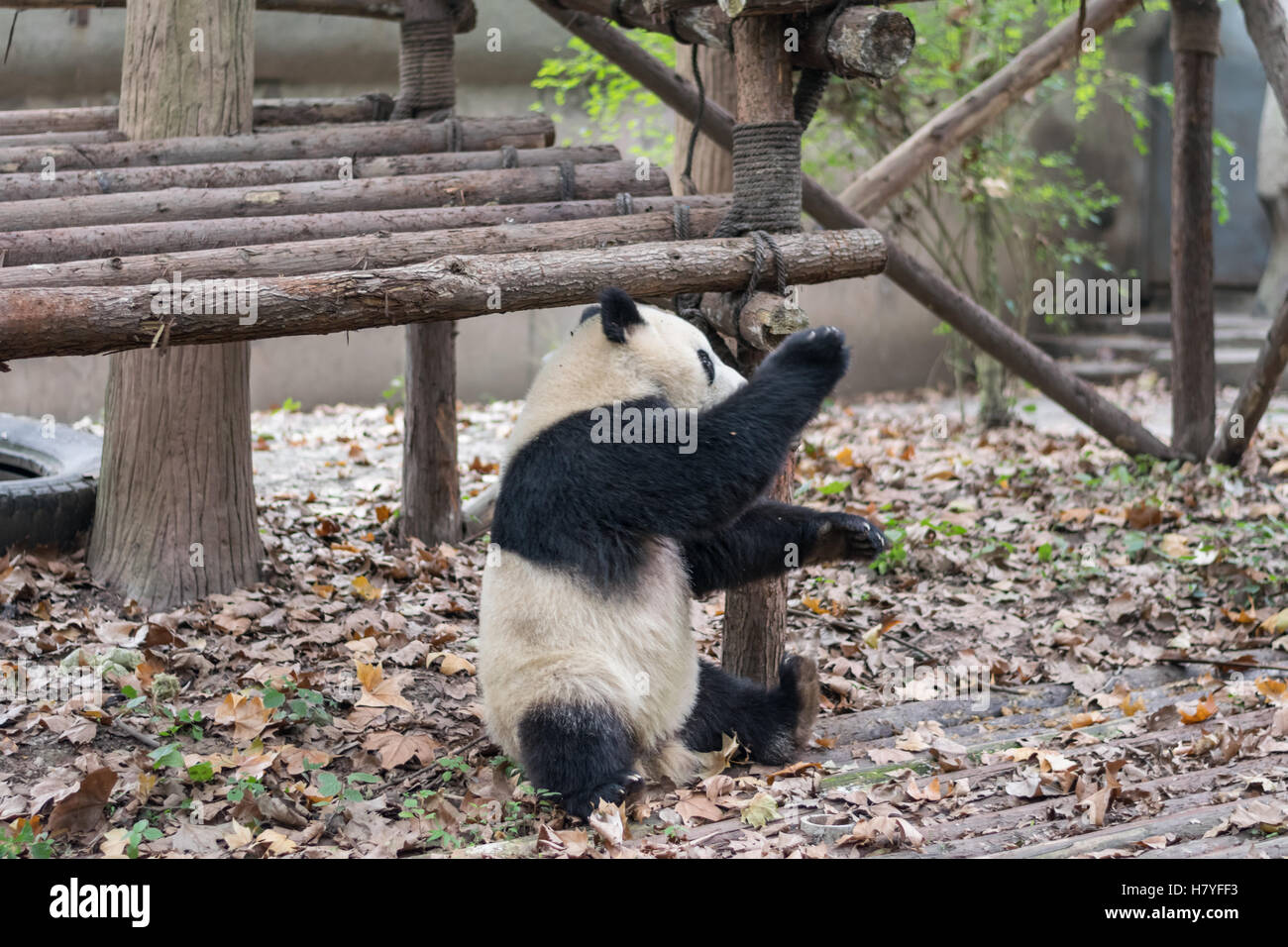 Panda gigante, Ailuropoda melanoleuca, in pippo kung fu pongono durante lo smontaggio dalla piattaforma a Chengdu Panda Base nella provincia di Sichuan, in Cina Foto Stock