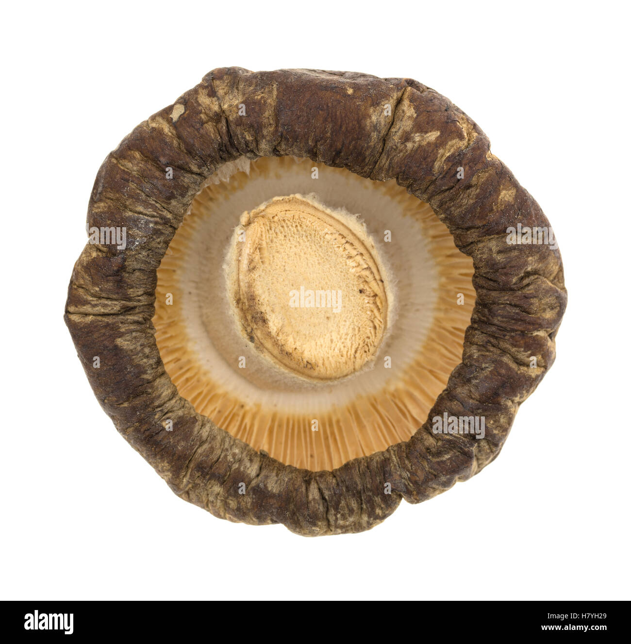 La parte inferiore di un fungo essiccato isolato su uno sfondo bianco. Foto Stock