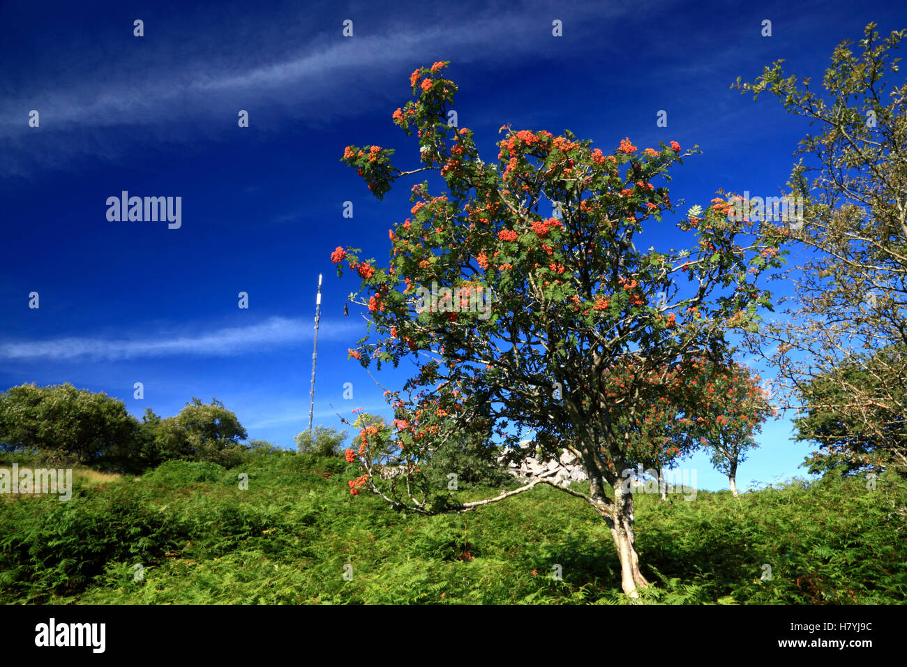 Rowan bacche e il trasmettitore televisivo il montante a Caradon Hill, Cornwall. Foto Stock