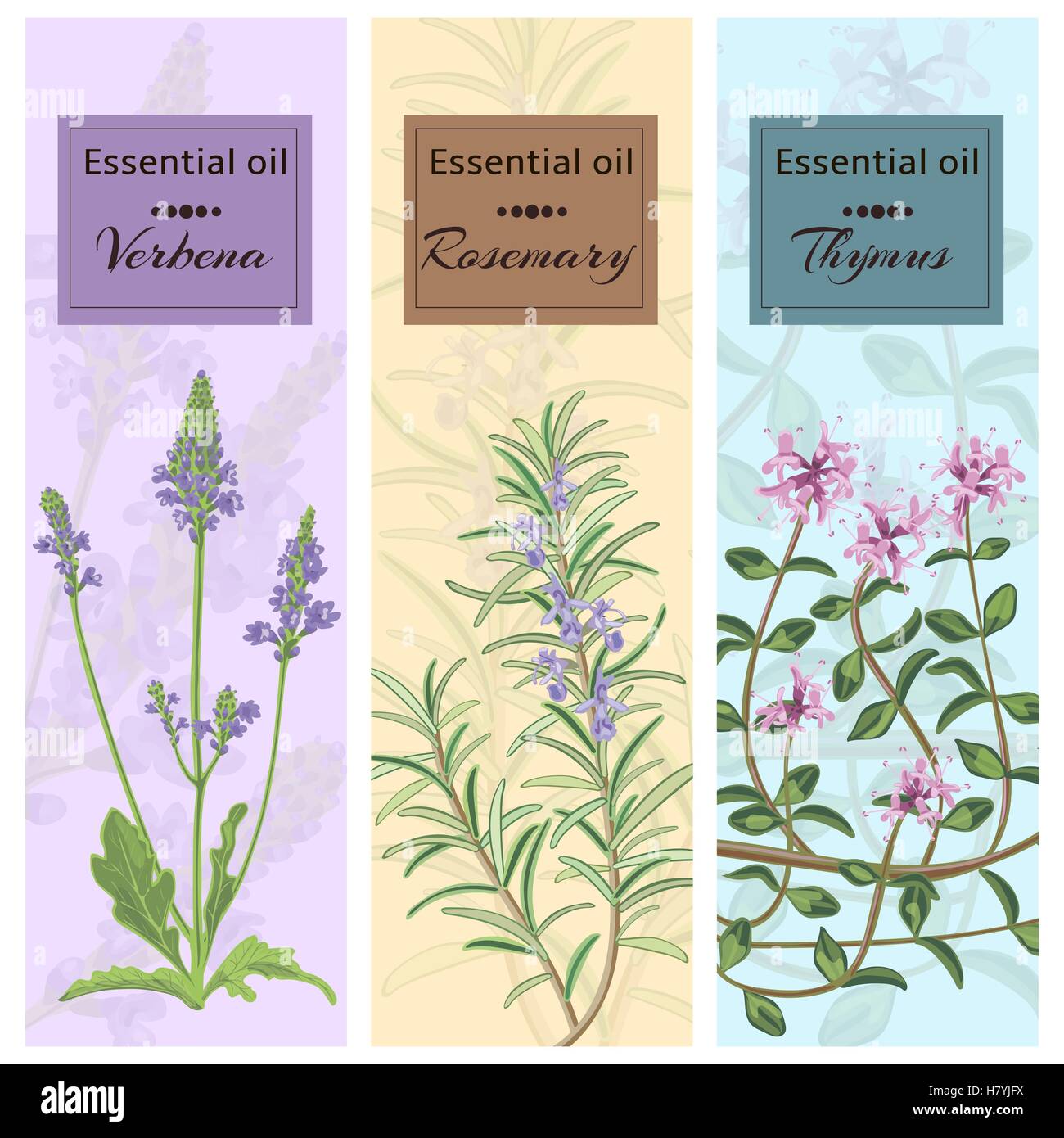 Olio essenziale insieme. Verbena, rosmarino, timo banner set. Illustrazione vettoriale EPS 10. Illustrazione Vettoriale