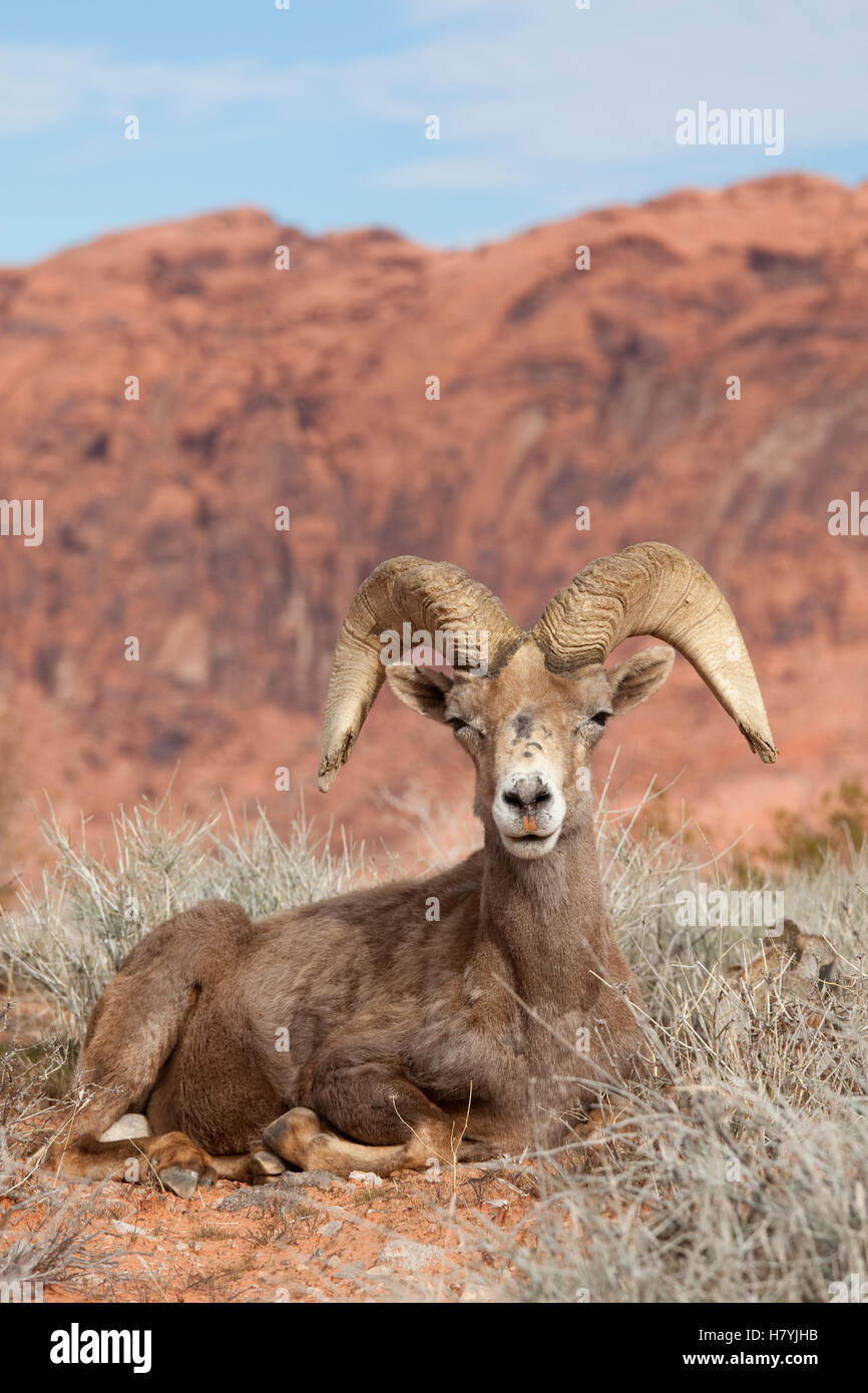 Desert Bighorn (Ovis canadensis nelsoni) ram, Sud Nevada Foto Stock