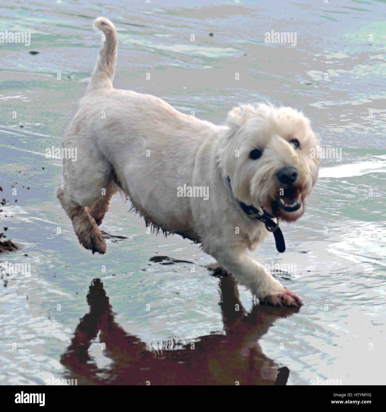 White West Highland terrier con la riflessione sulla spiaggia bagnata Foto Stock