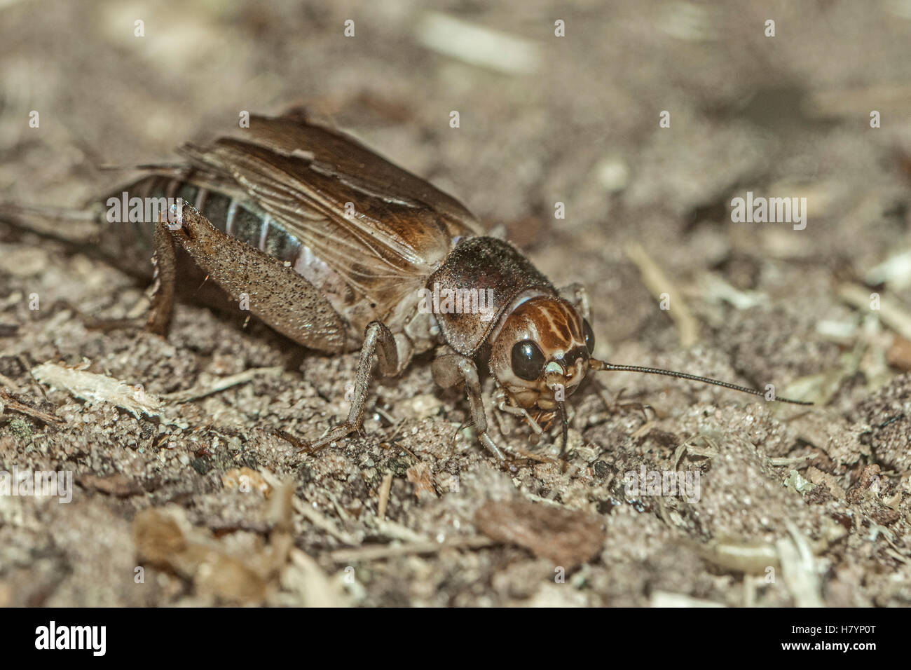 Campo africano Cricket (Gryllus bimaculatus) Foto Stock