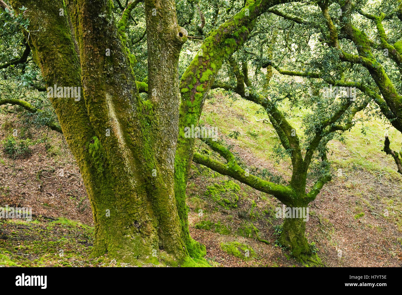 Isola quercia (Quercus tomentella) tronchi coperti di muschio, isola di Santa Rosa, Channel Islands National Park, California Foto Stock