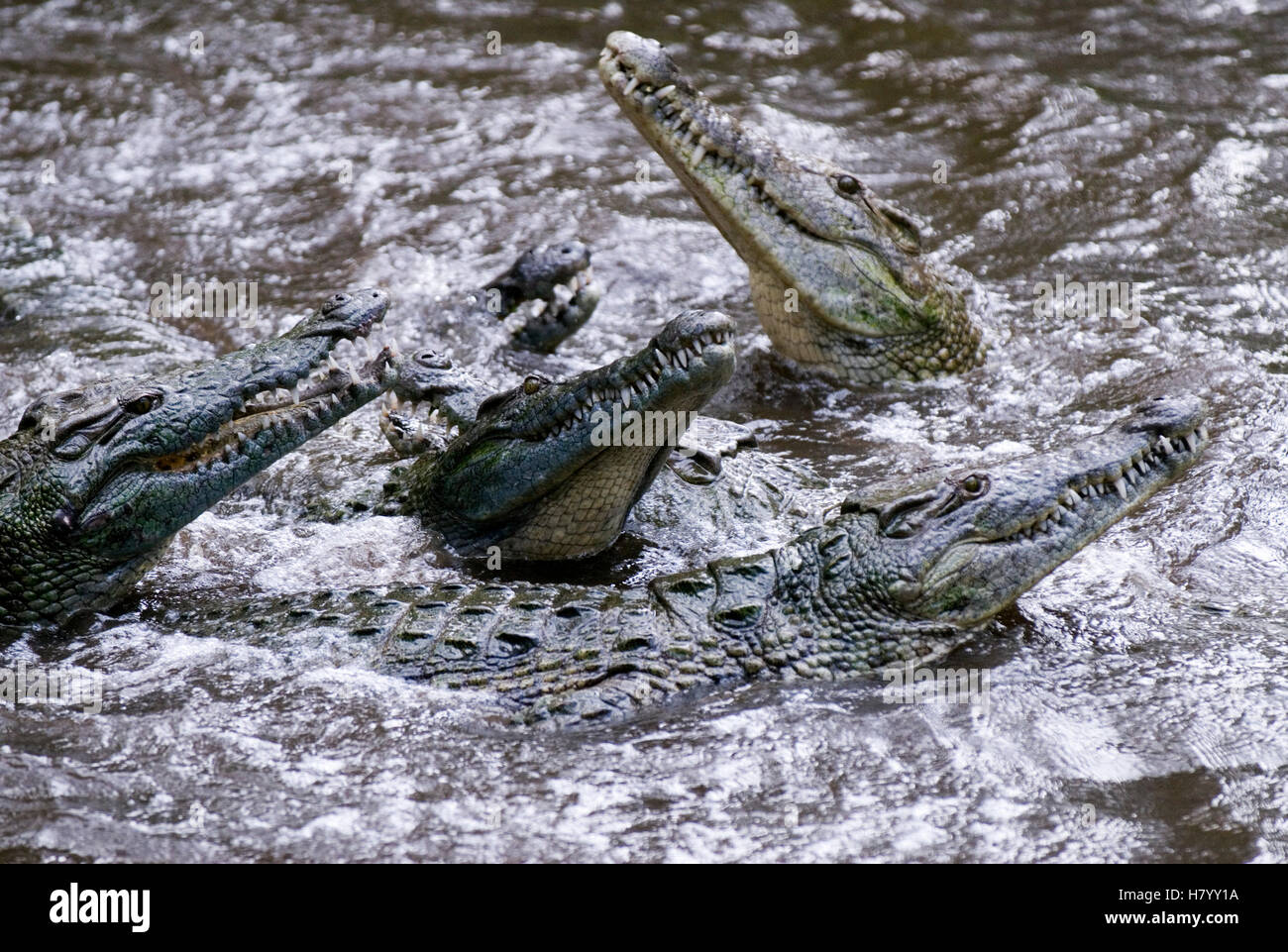 Coccodrilli (Crocodilia) nel parco di Haller a Mombasa, in Kenya, Africa Foto Stock