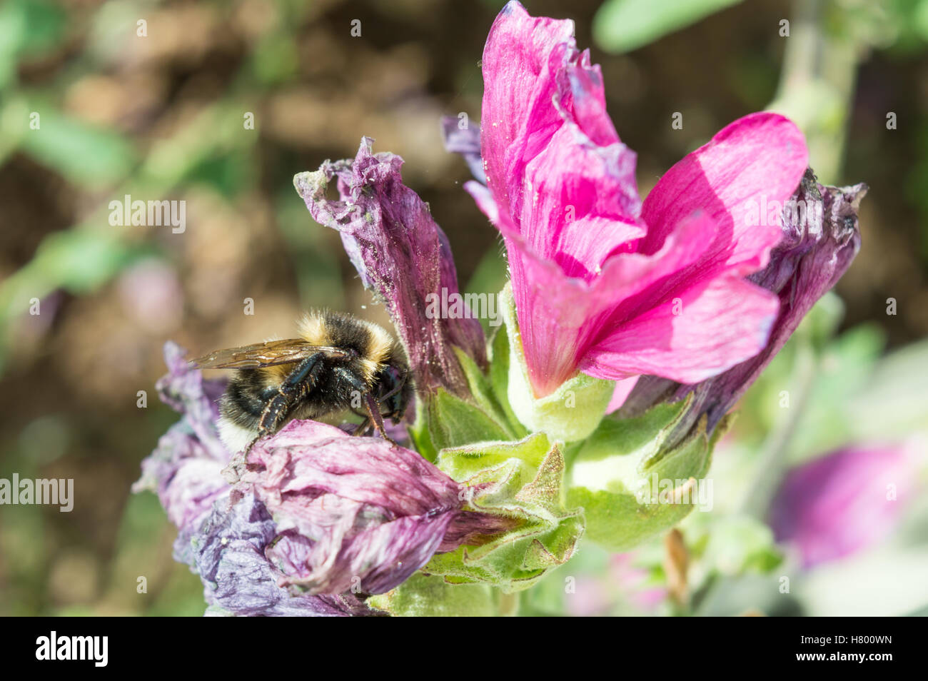 Un'ape, a lato, raccogliere il polline di un striminziti e malva fiore rosa Foto Stock