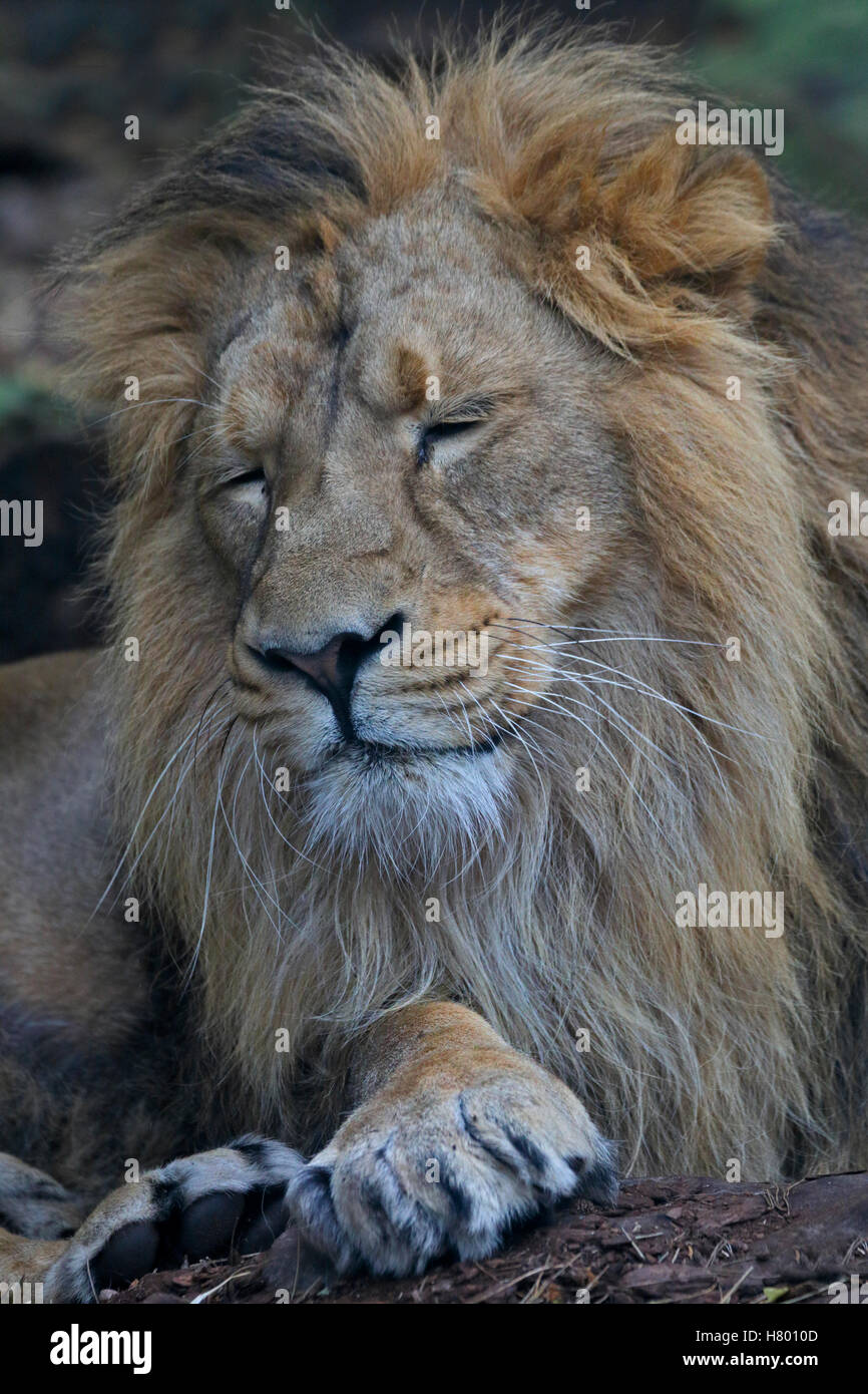 Leone asiatico maschio (panthera leo persica) Foto Stock