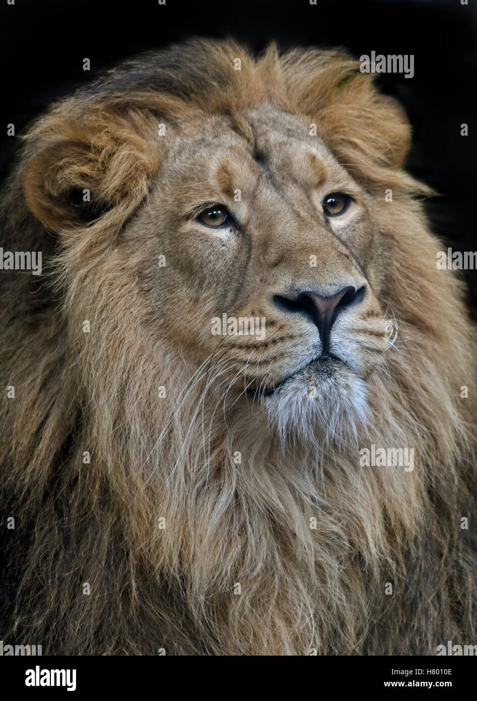 Leone asiatico maschio (panthera leo persica) Foto Stock