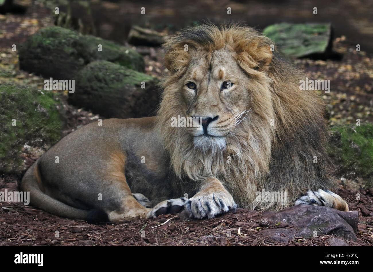 Leone asiatico maschio (panthera leo persica) Foto Stock