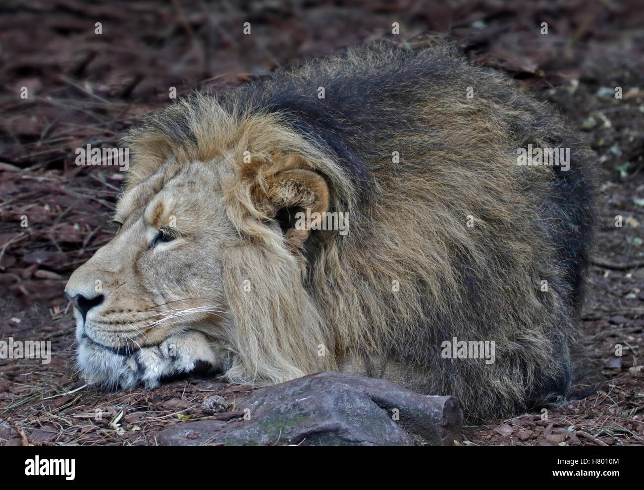 Leone asiatico maschio (panthera leo persica) Foto Stock