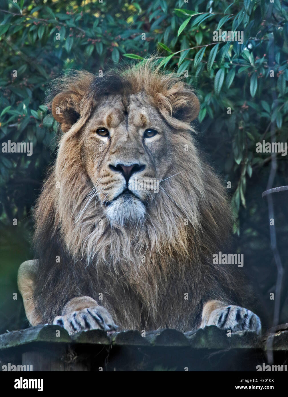 Leone asiatico maschio (panthera leo persica) Foto Stock
