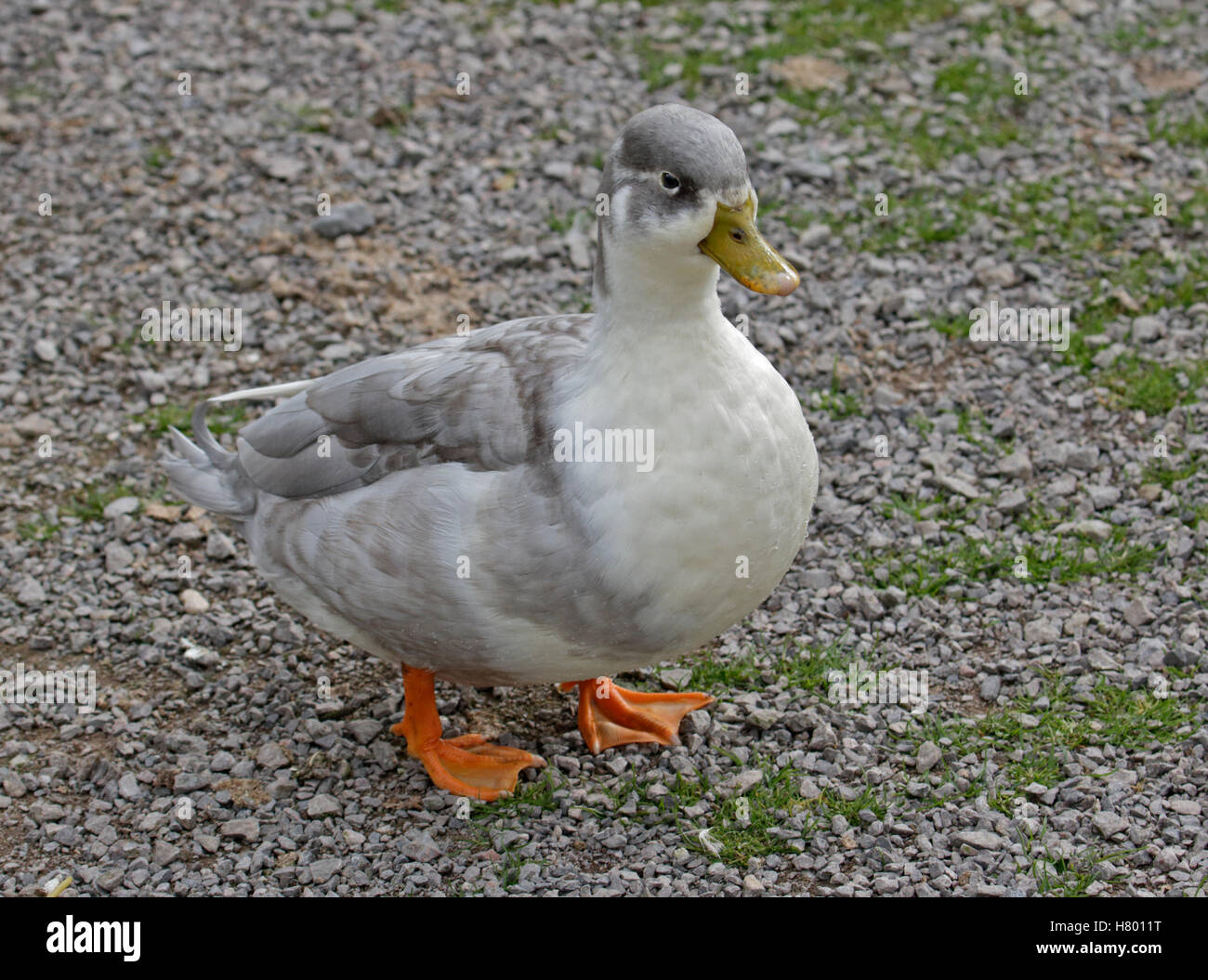 Pozza d'anatra, WWT Slimbridge, Gloucestershire, Inghilterra Foto Stock