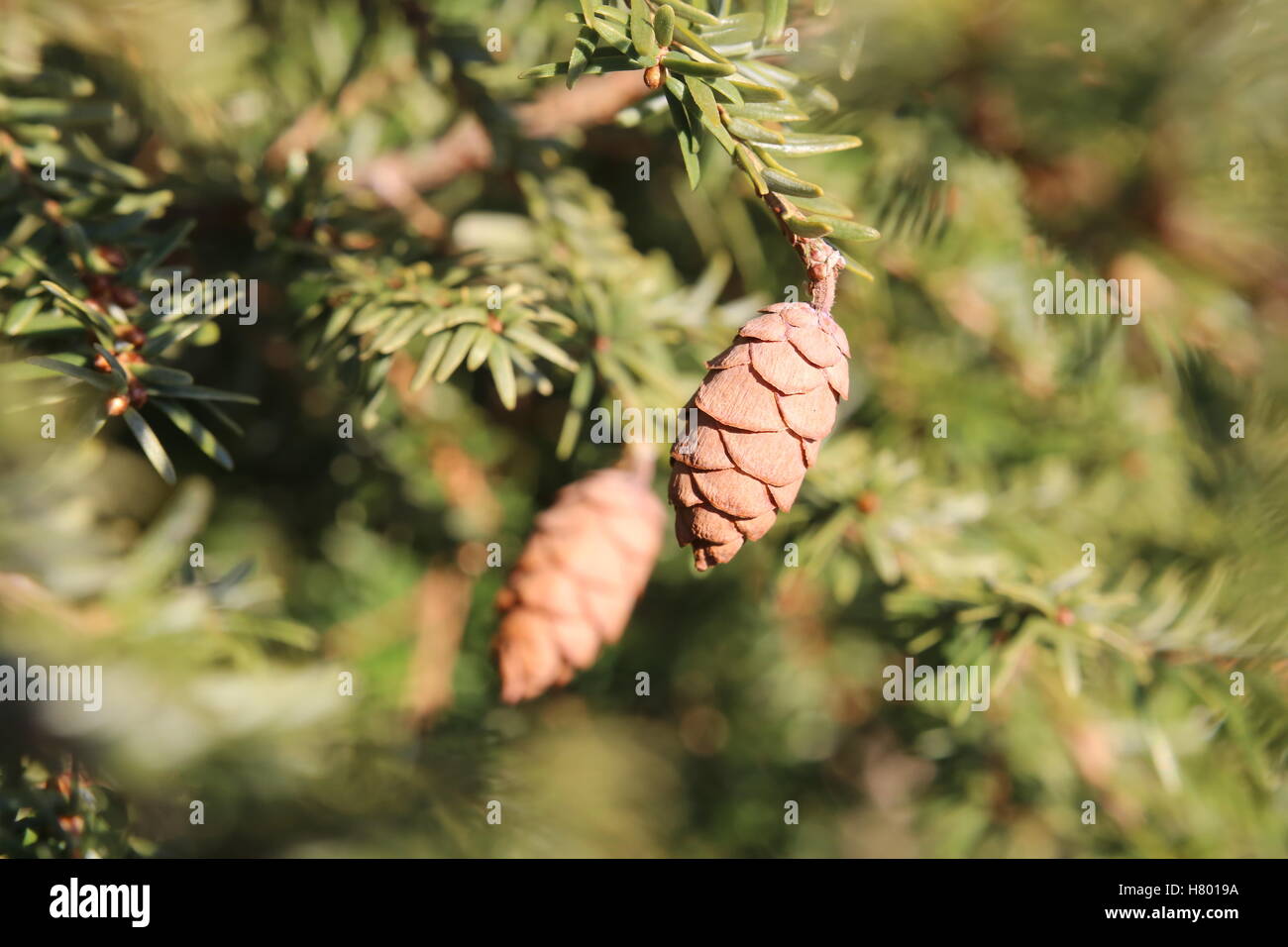 La cicuta abete (Tsuga heterophylla) con i coni. Foto Stock