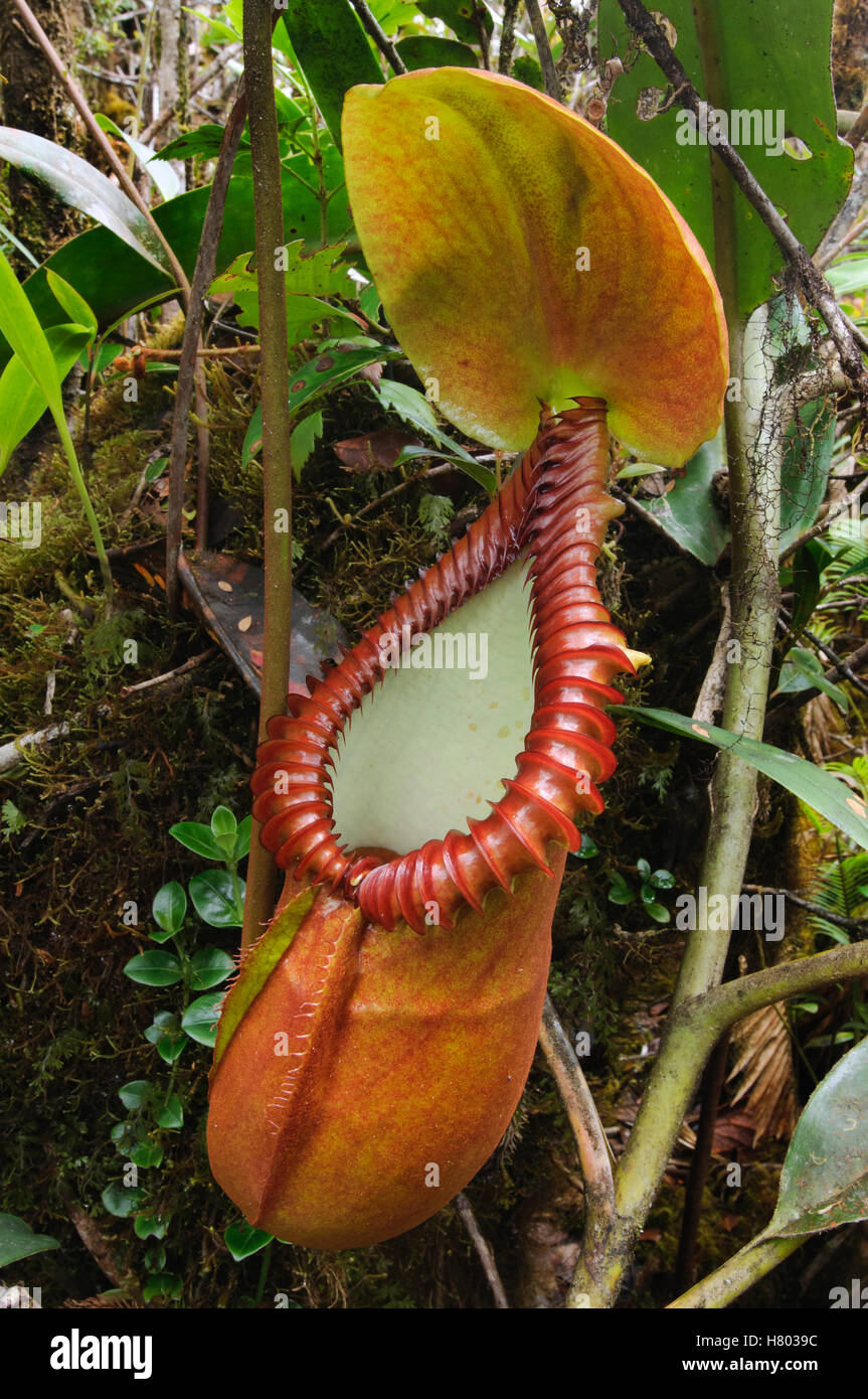 Pianta brocca (Nepenthes macrophylla) pitcher, Gunung Trus Madi, Sabah Borneo, Malaysia Foto Stock