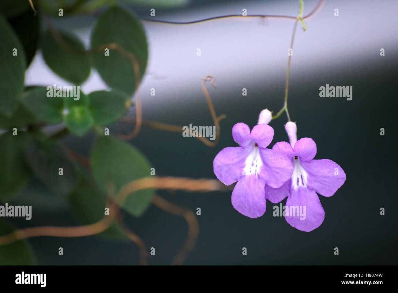 Fioriture di primule del capo (saxorum Streptocarpus). Foto Stock