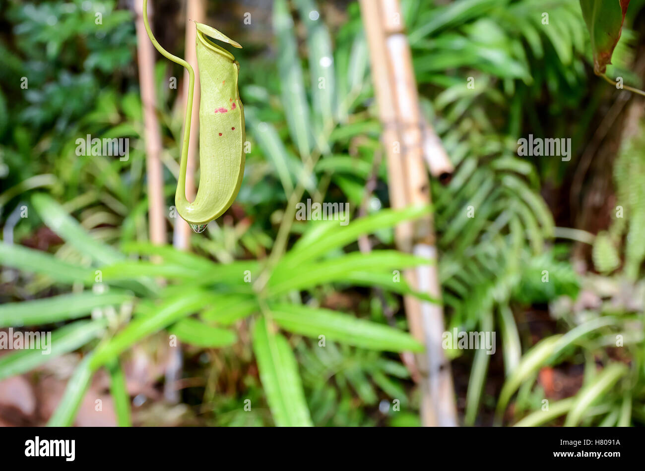 Chiudere fino ,la pianta brocca Nepenthe con goccia d'acqua e la sfocatura sullo sfondo Foto Stock