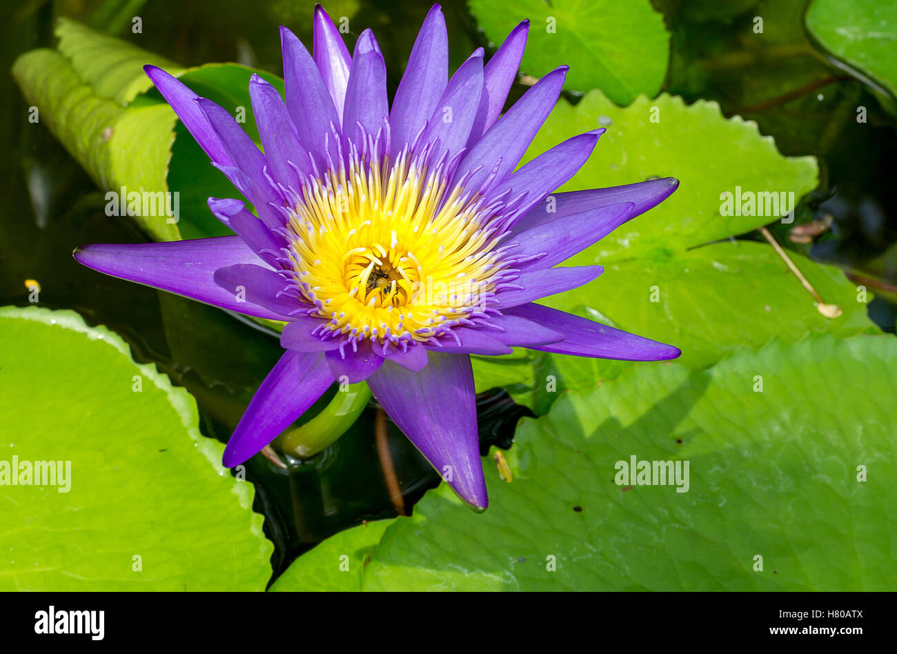 Close up viola lotus nello stagno con insetti nella luce del mattino. Foto Stock