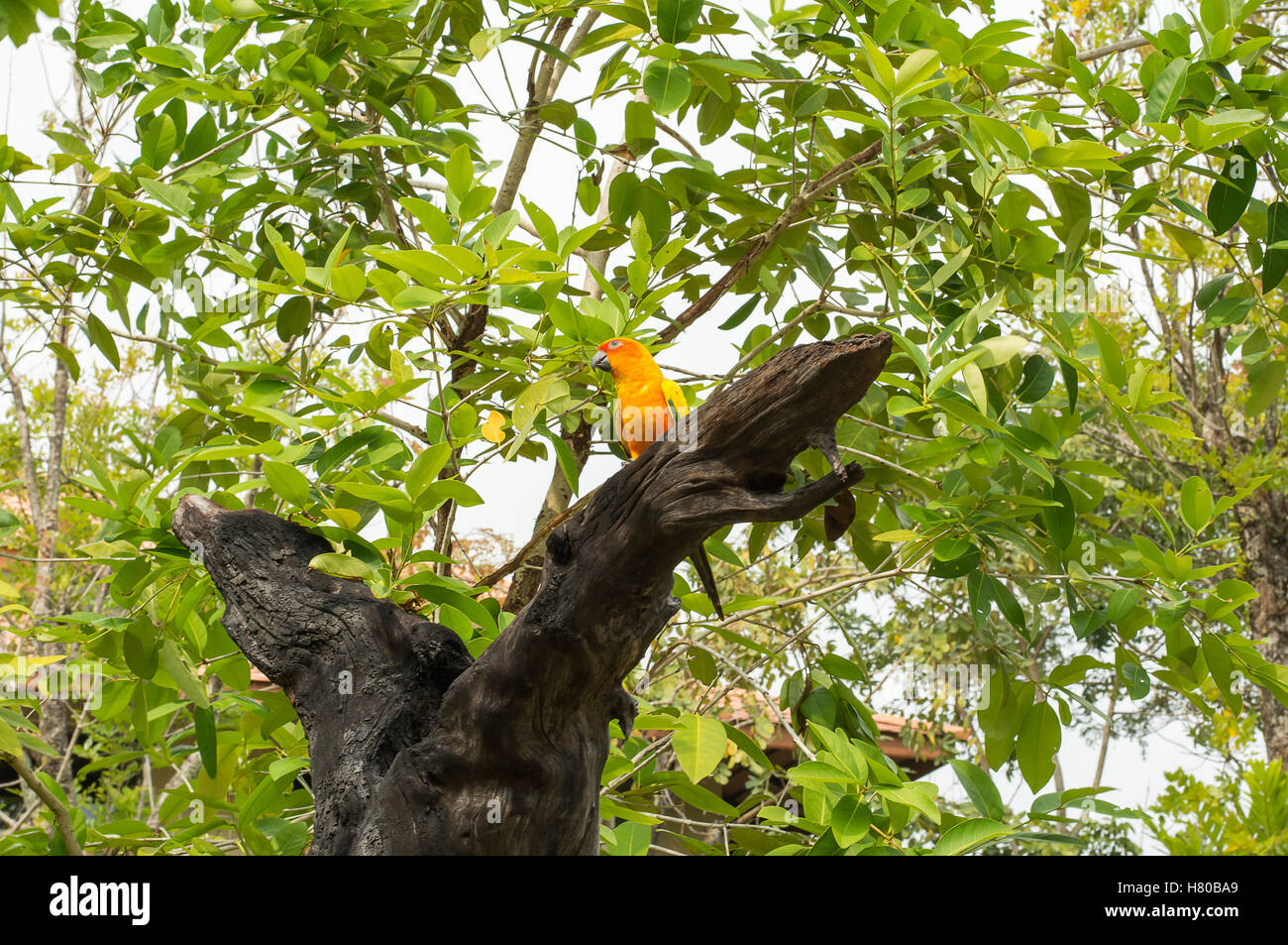 AF focalizzata,Parrot sono in piedi sul ramo in giardino con sfocatura sullo sfondo Foto Stock