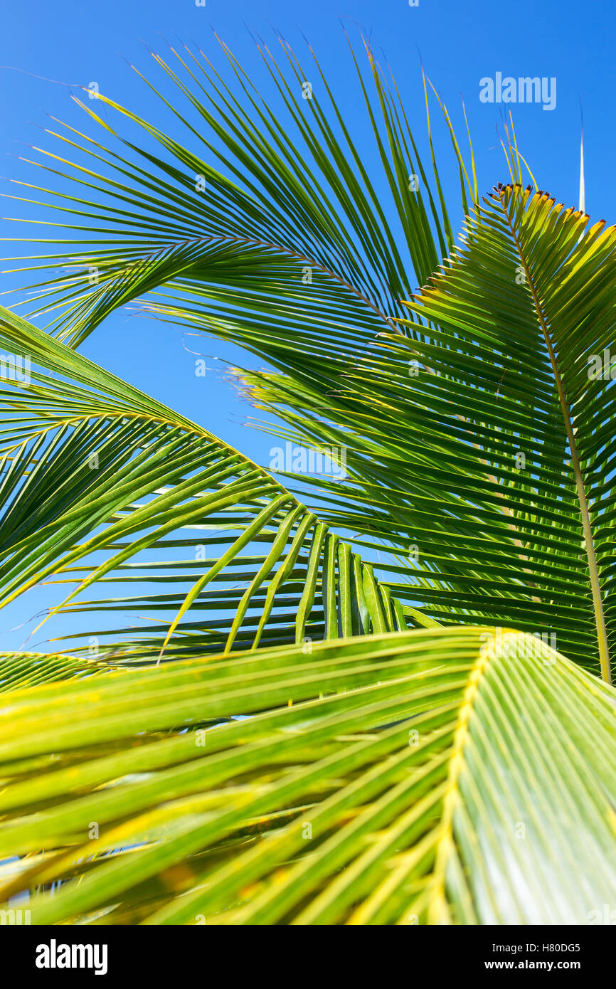 Foglie di palmo close-up sul cielo blu sullo sfondo Foto Stock