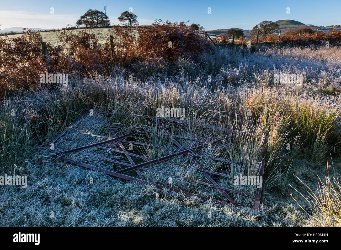 Un gelido gate giacente in erba smerigliato, vicino Cynghordy, Carmarthenshire, Galles Foto Stock