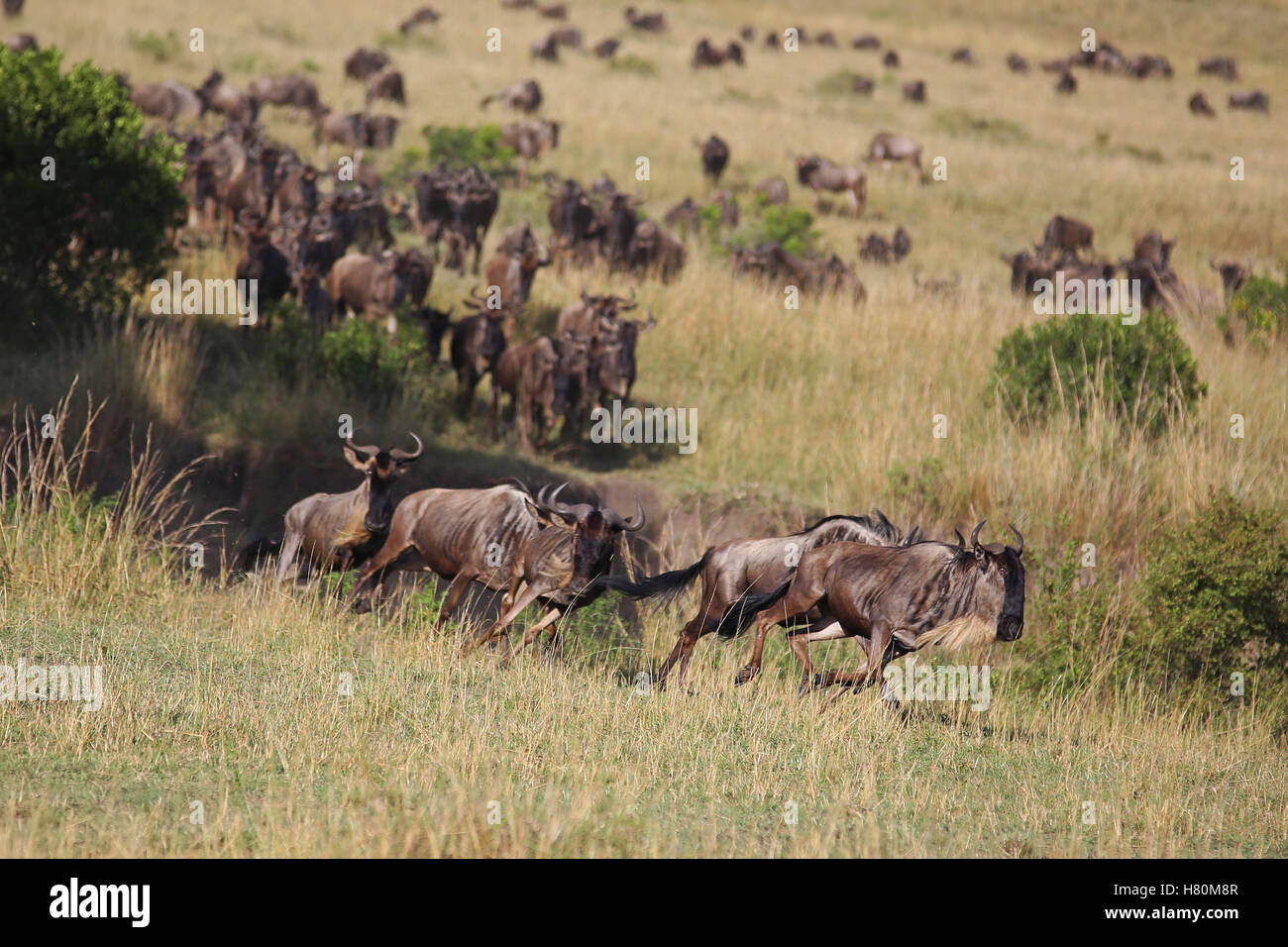 Sono Wildebeests Varcando il fiume durante la migrazione dal Kenya alla Tanzania (Masai Mara - Serengeti). Foto Stock