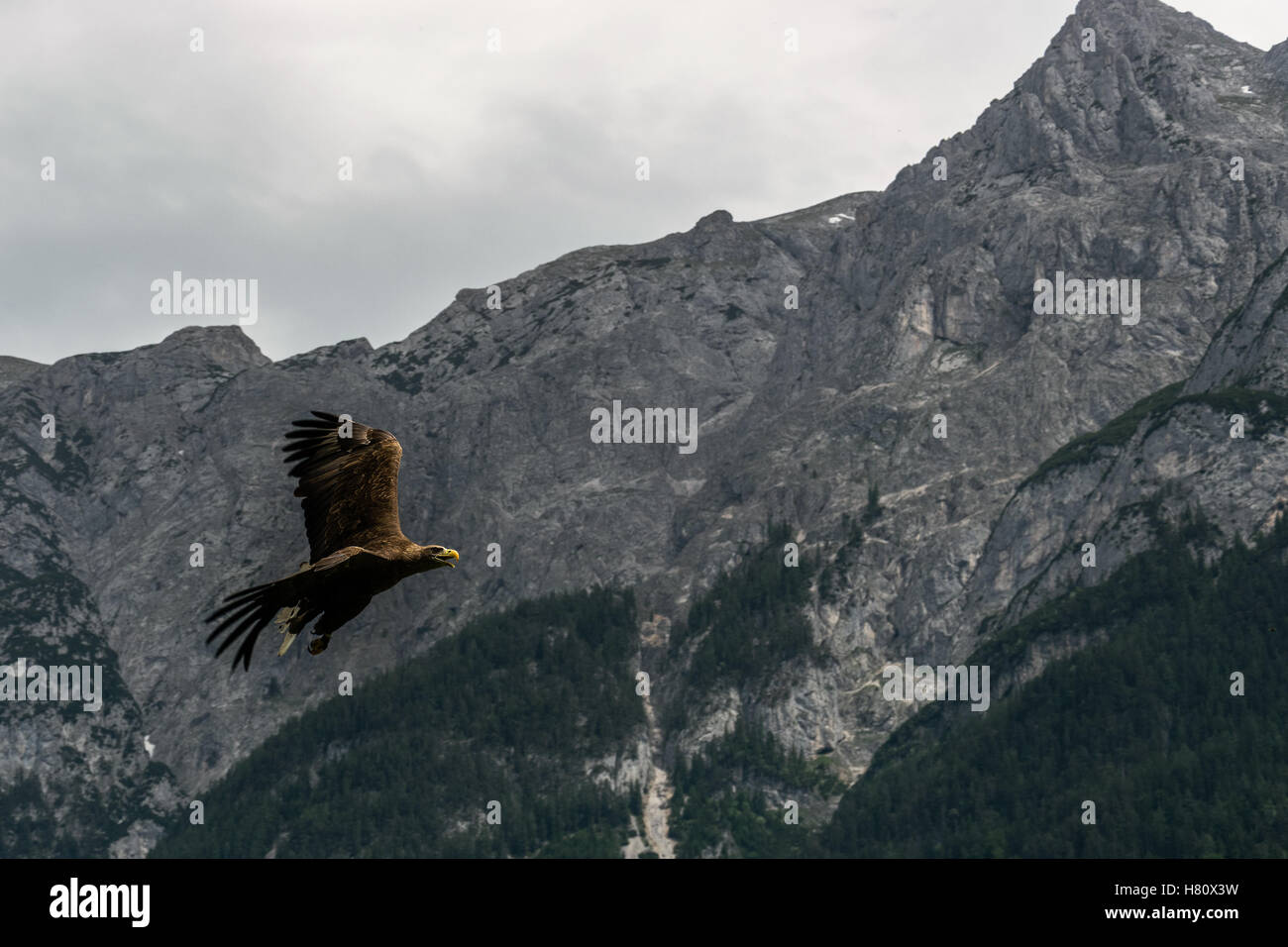 La libertà Foto Stock