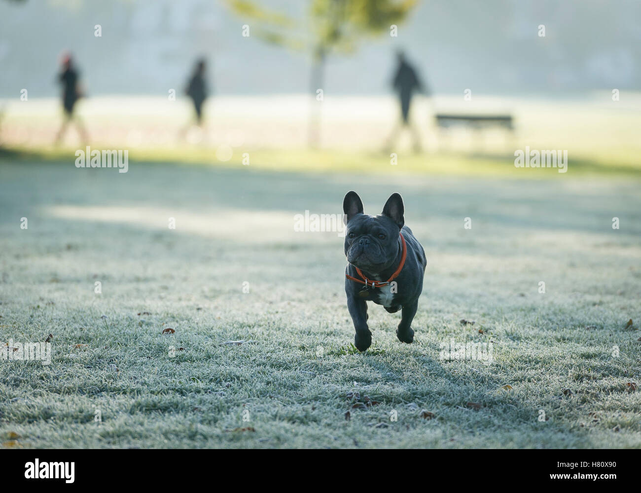 Un bulldog francese in esecuzione sul terreno ghiacciato a Wandsworth Common Foto Stock