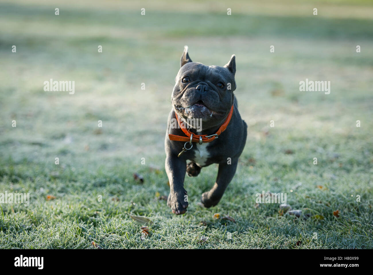 Un bulldog francese in esecuzione sul terreno ghiacciato a Wandsworth Common Foto Stock