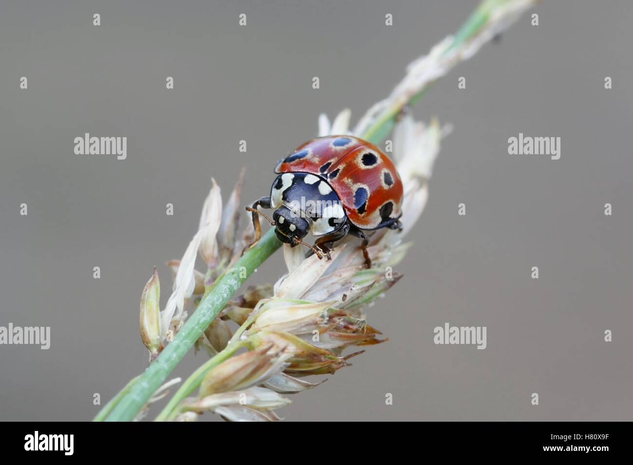 Eyed ladybug, Anatis ocellata Foto Stock