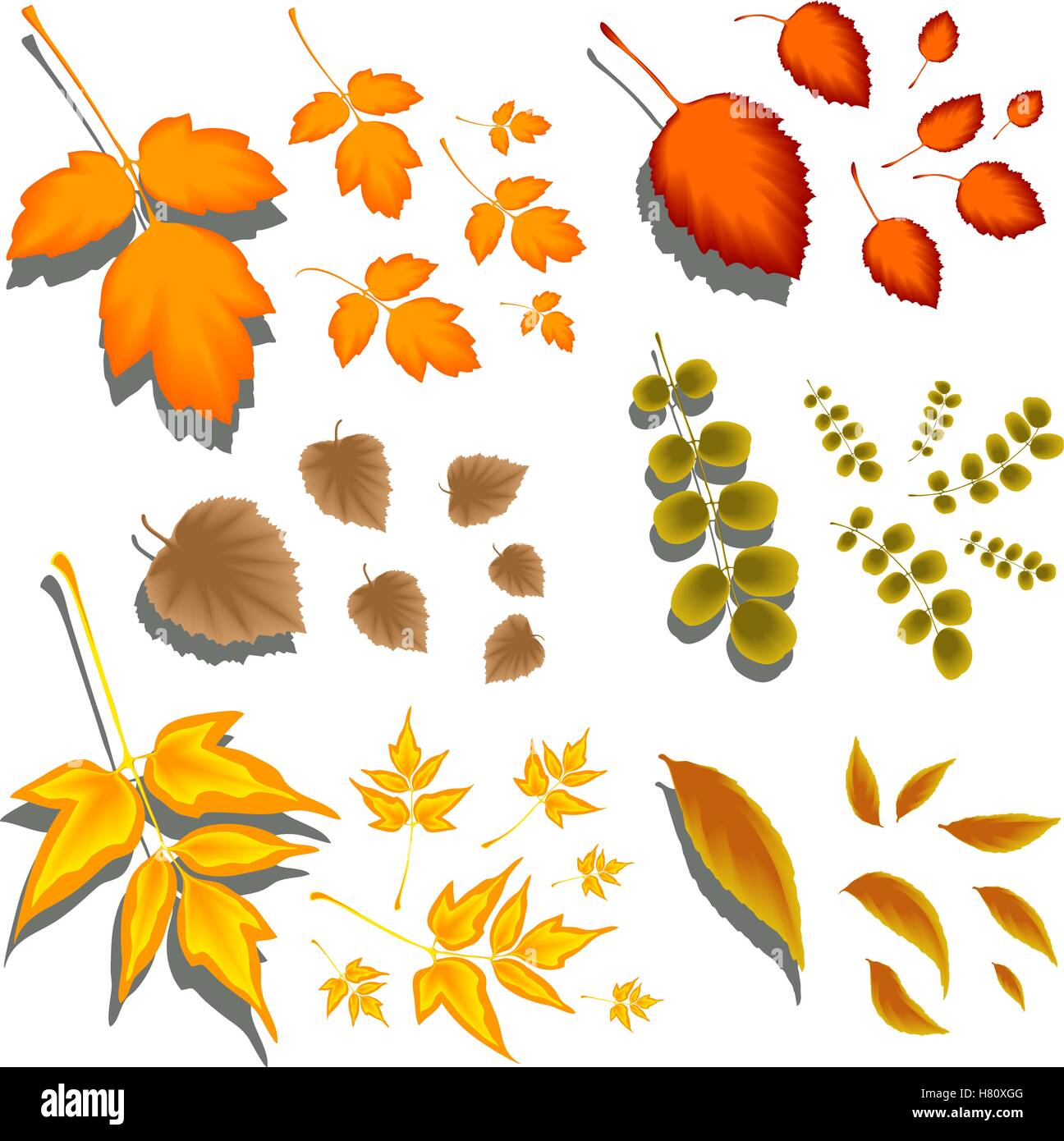 Foglie di autunno di diverse forme e diversi alberi Illustrazione Vettoriale Foglie di autunno di diverse forme e diversi alberi Illustrazione Vettoriale