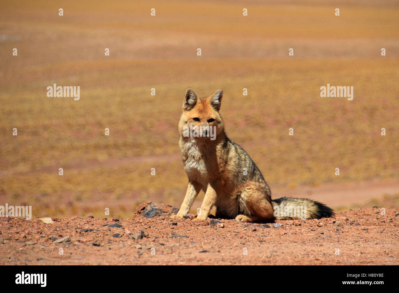 Fox andina, lycalopex culpaeus, noto anche come zorro culpeo. Deserto di Atacama, Cile Foto Stock