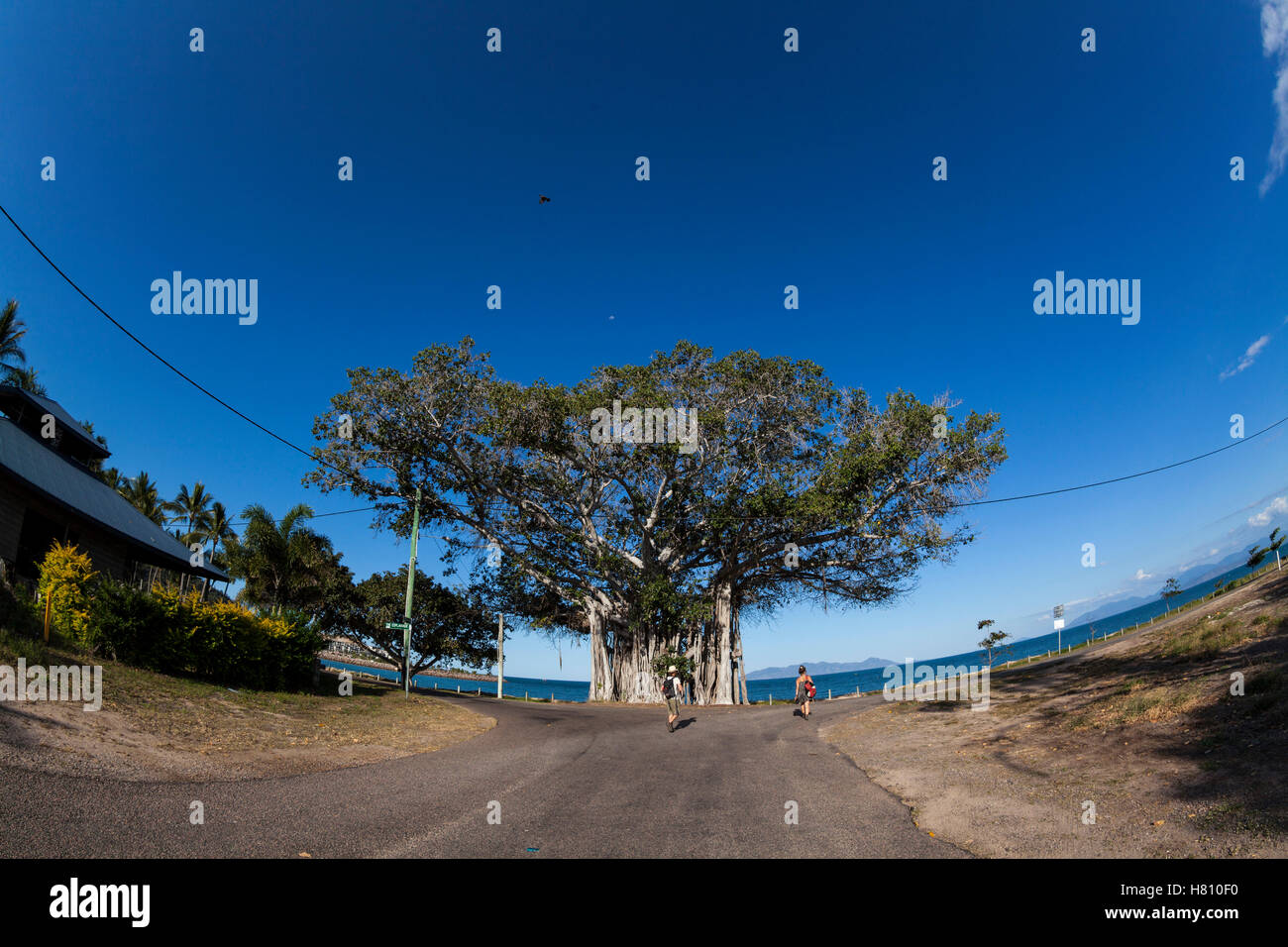 Banyan Tree su Magnetic Island,Queensland, Australia. Foto Stock