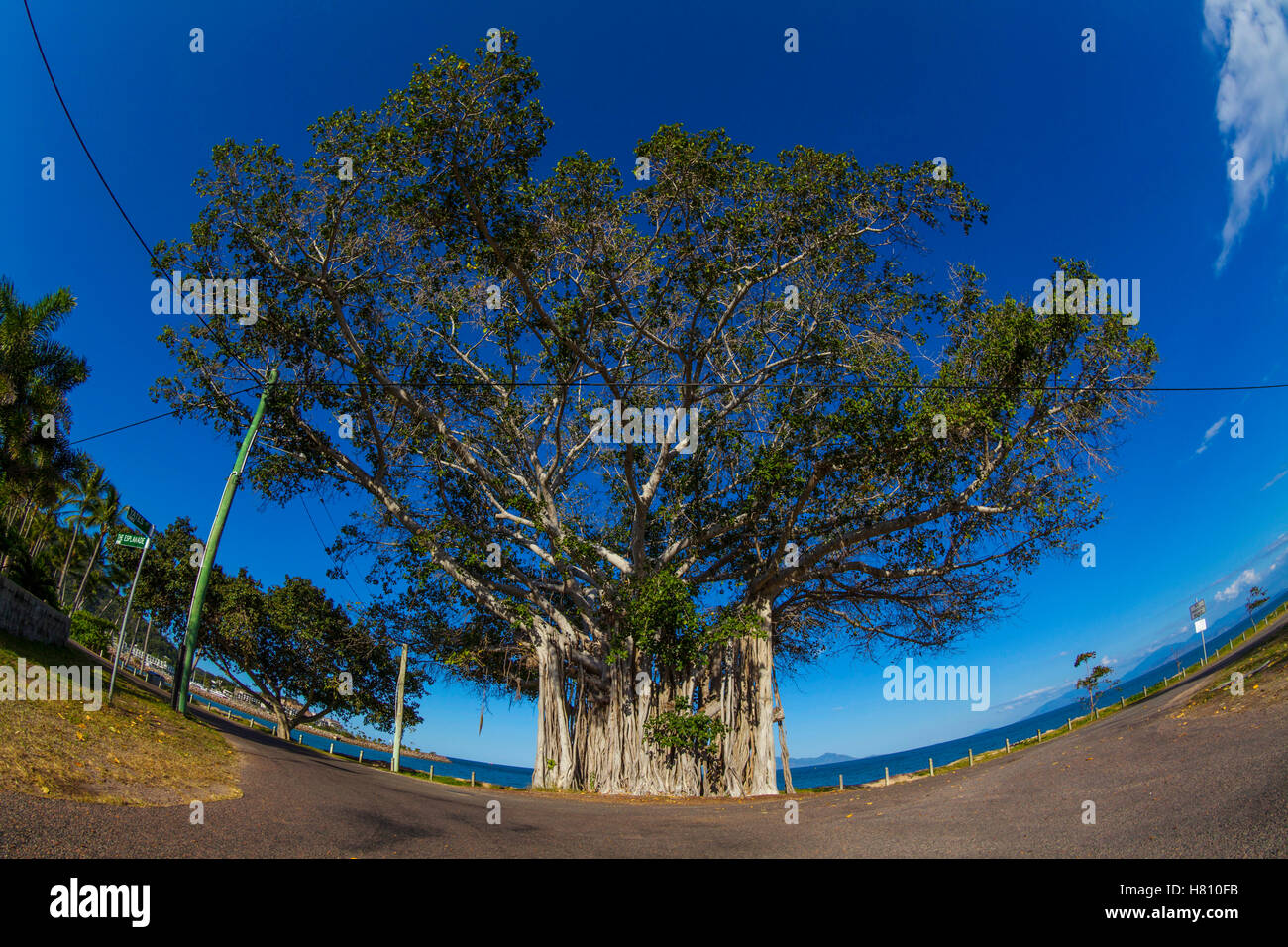 Banyan Tree su Magnetic Island,Queensland, Australia. Foto Stock