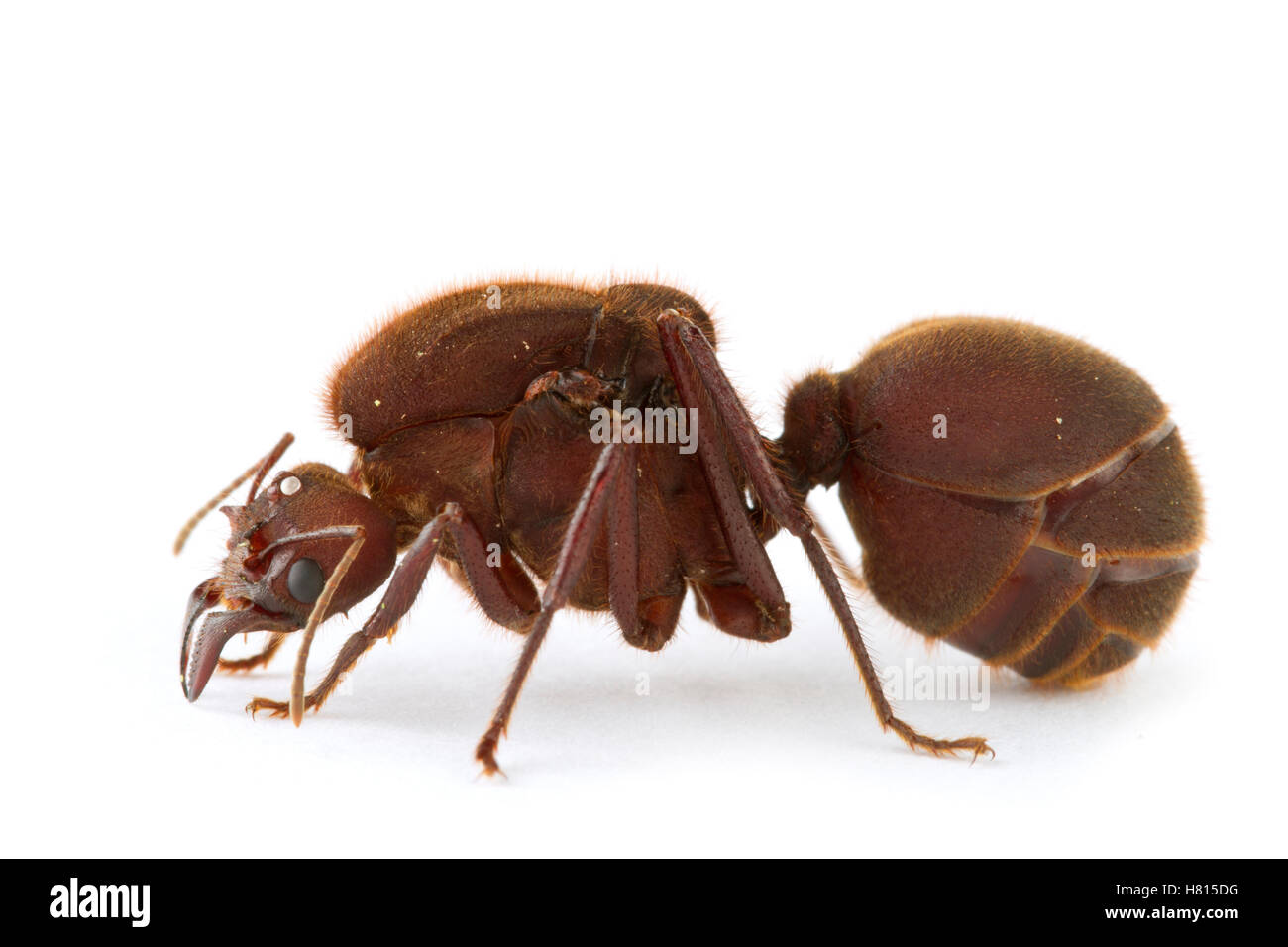 Leafcutter Ant (Atta cephalotes) queen, Barbilla National Park, Costa Rica Foto Stock