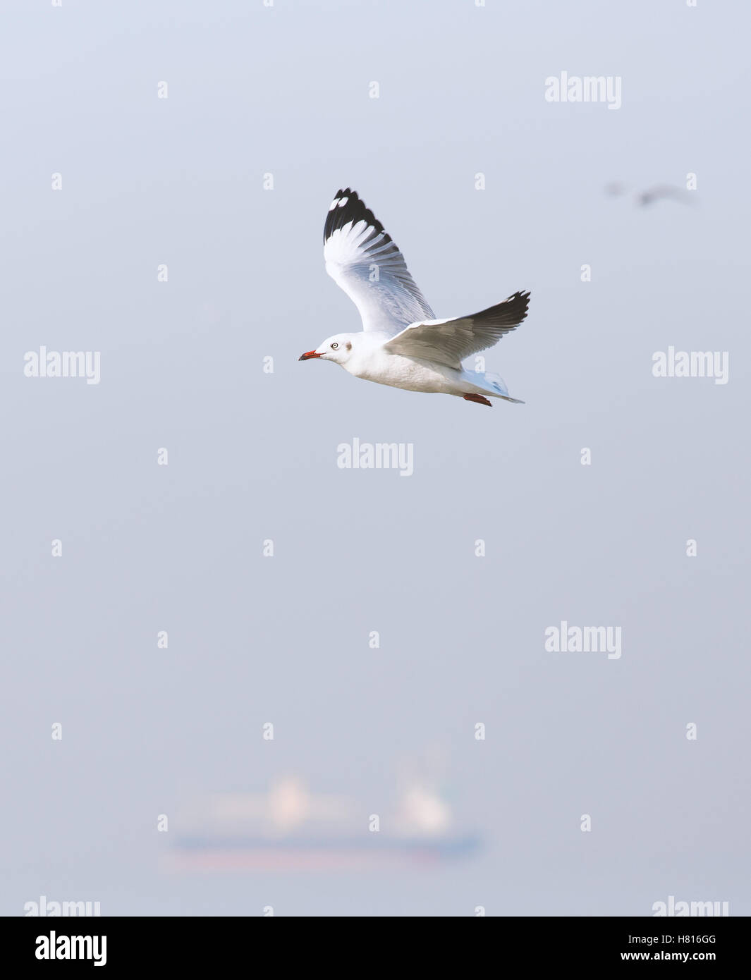 Flying seagull sulla giornata di vento in tonalità di grigio. Sfondo sfocato è ocean liner e altri gabbiani. Foto Stock